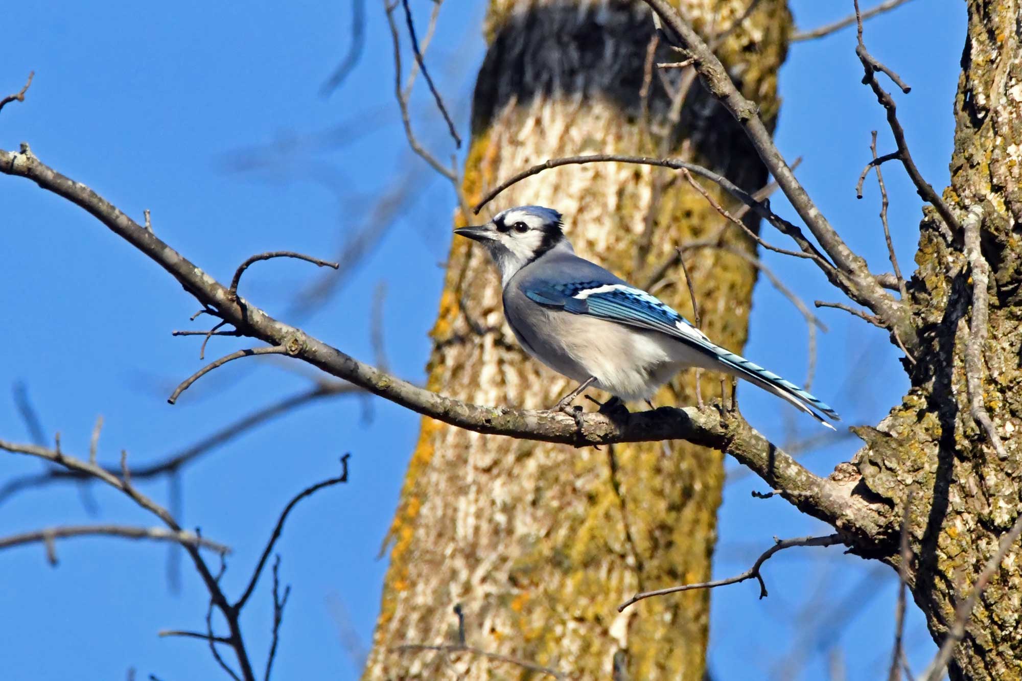 Blue jay perched on a branch with trees and the sky in the background.