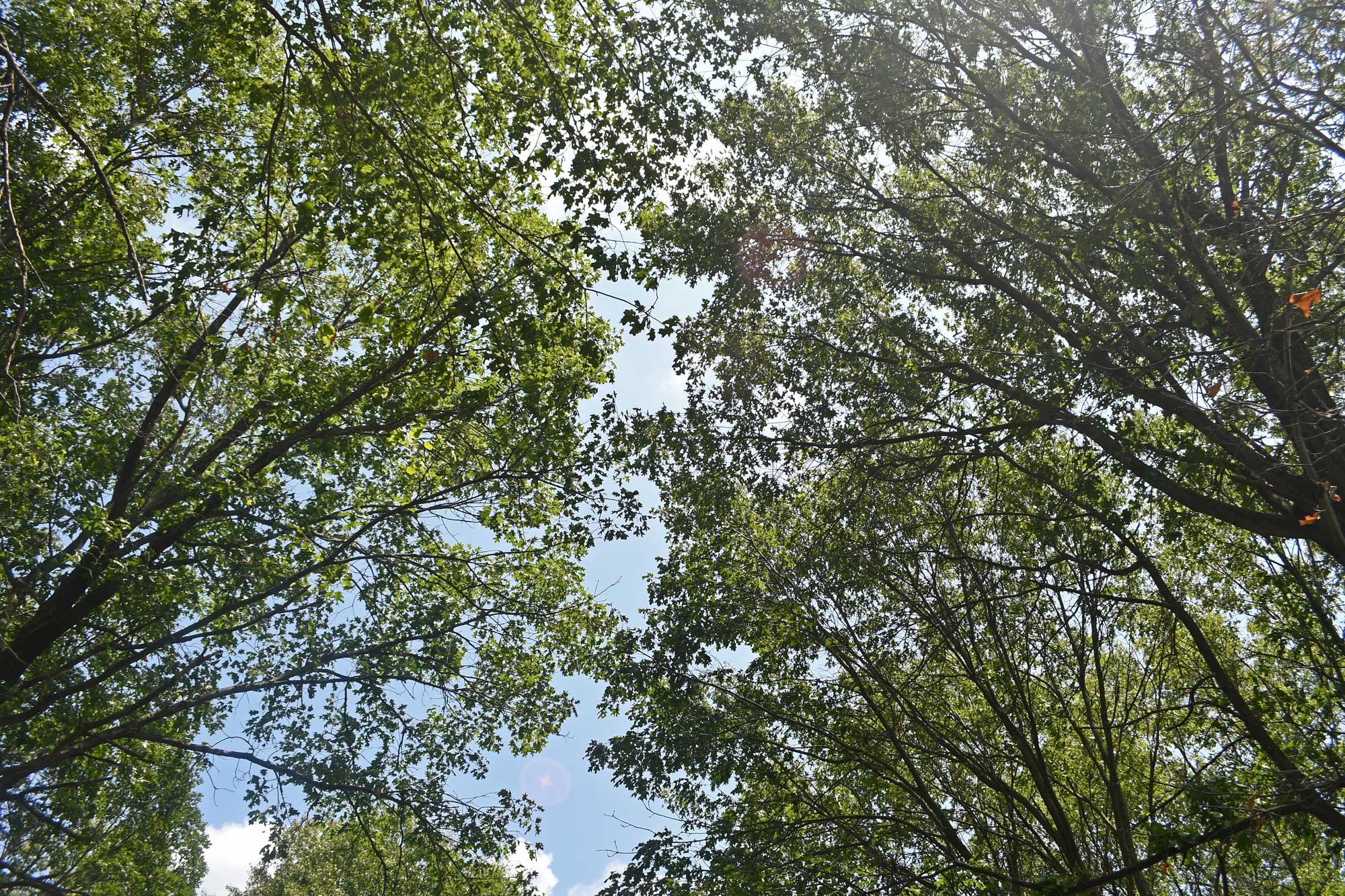 Tree canopy with the sky in the background.