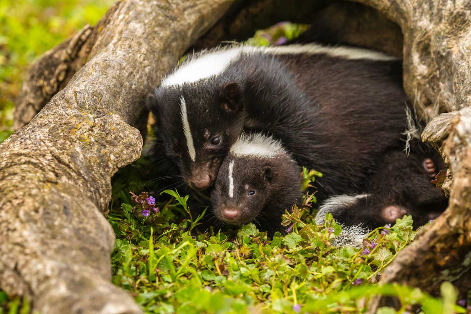 Love is in the air, and at this time of year it may smell like skunk
