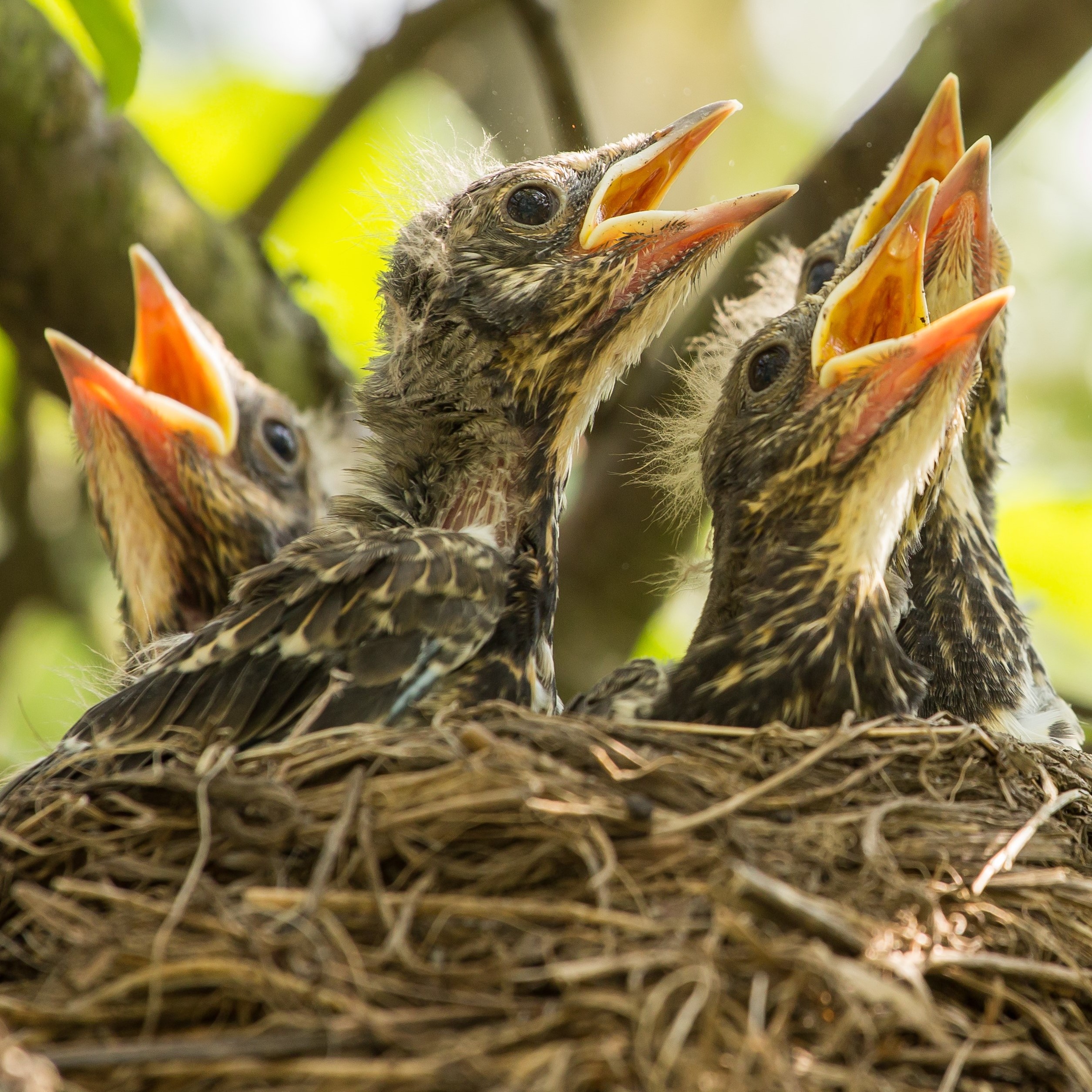 How to identify bird nests