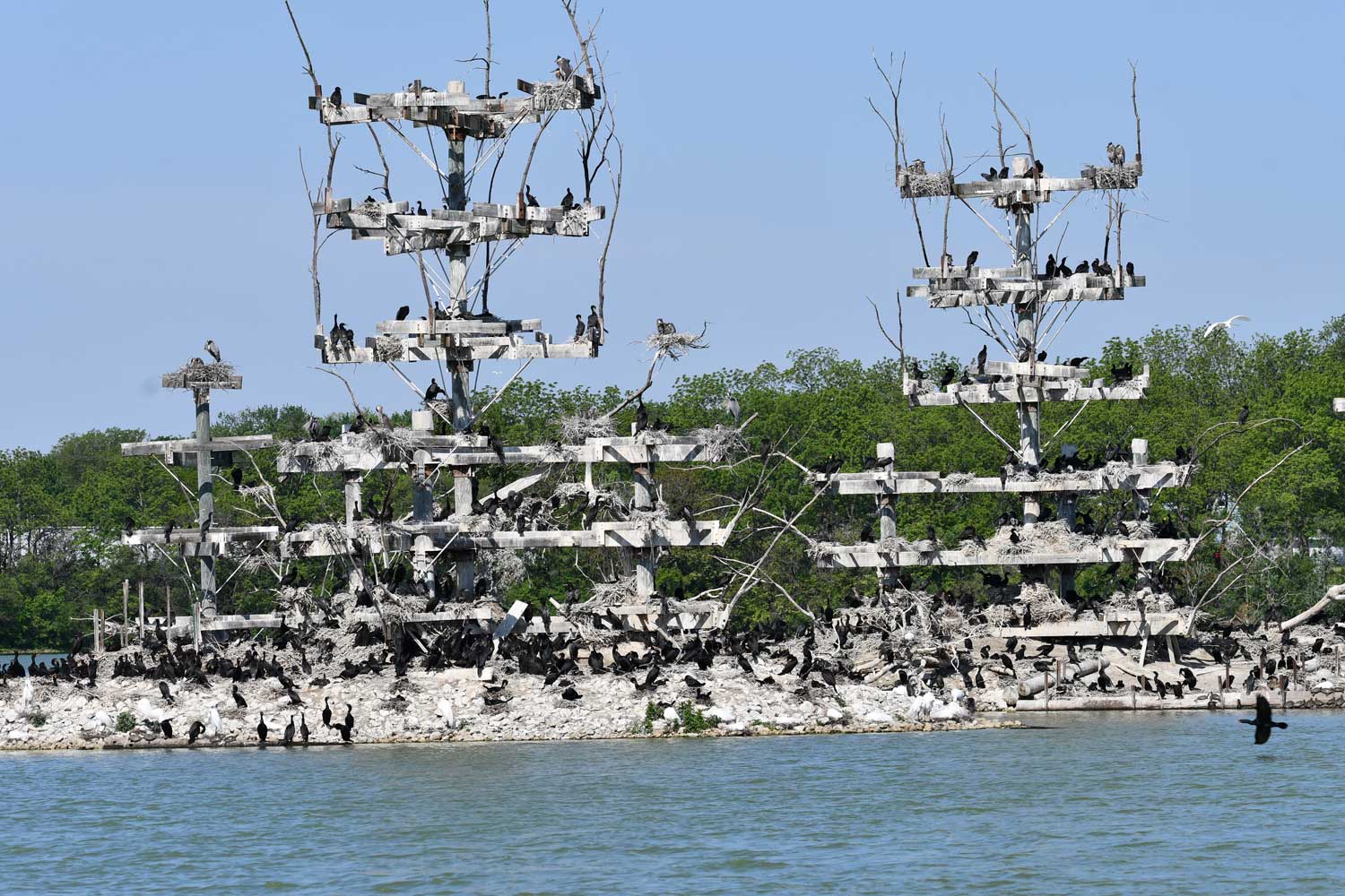 Dozens of black double-crested cormorants resting on wooden nesting platforms and the rocky ground on an island. Green trees are in the background with clear blue sky above.