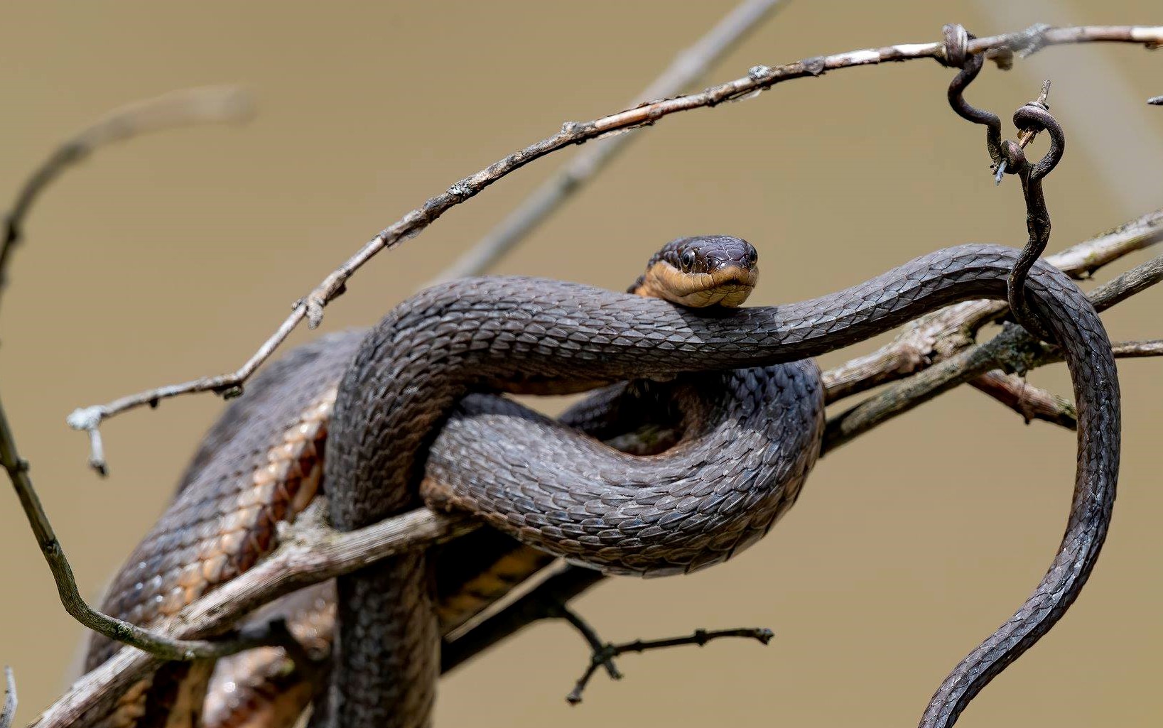 A snake coiled up in a tree.