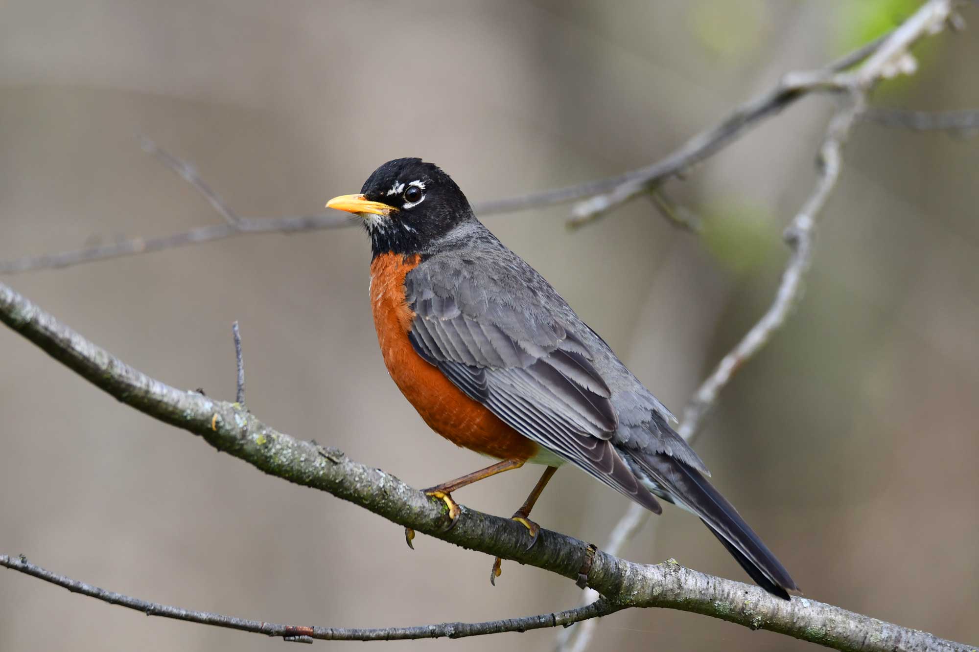 American robin perched on a branch.