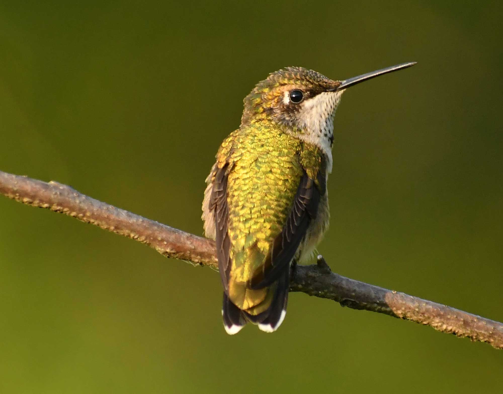 A mostly green ruby-throated hummingbird seen from behind as it is perched on a branch. Its head is turned toward the right.