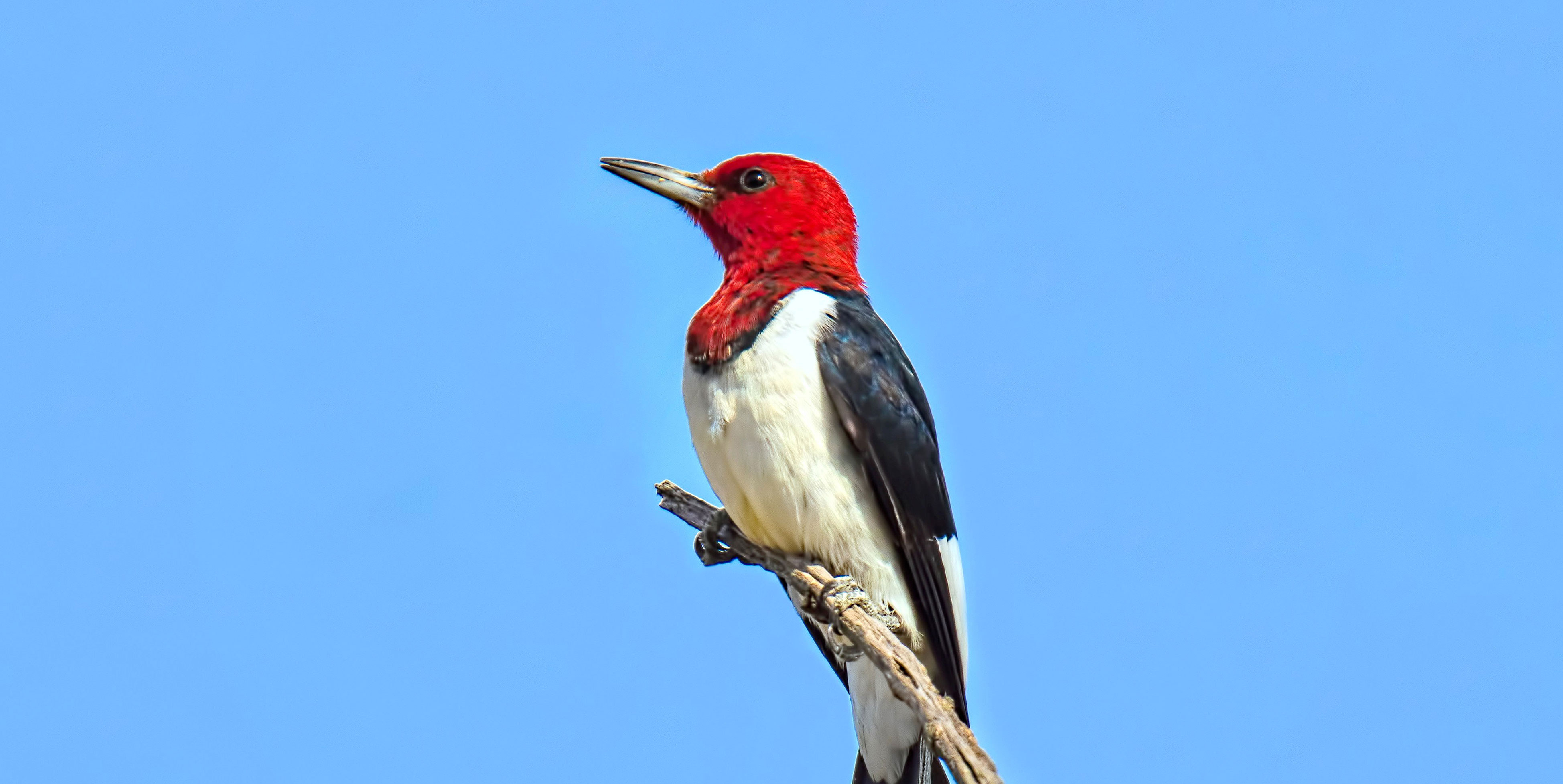 Close-up of a red-headed woodpecker.
