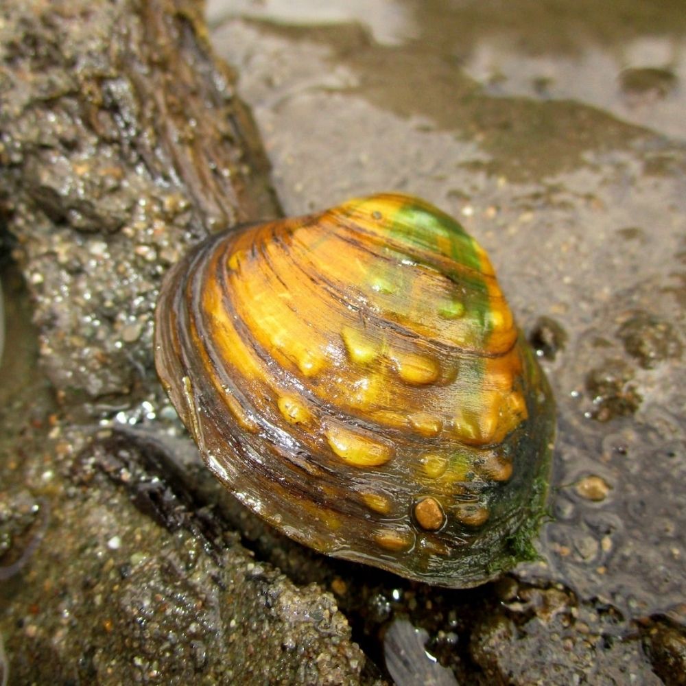 Close-up of a freshwater mussel with a yellow and brown ridged shell resting on muddy ground near shallow water.
