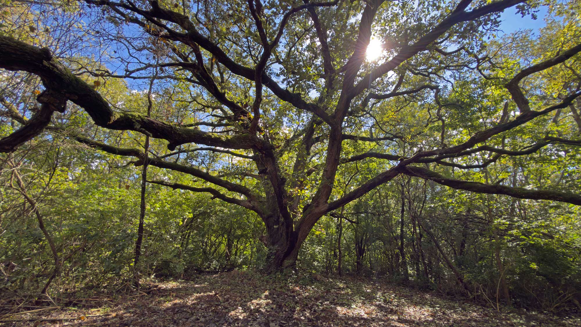 a large tree in the woods