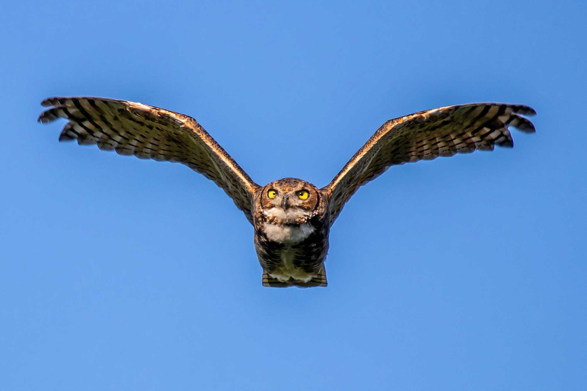 Great horned owl in flight with wings extended and the sky in the background.