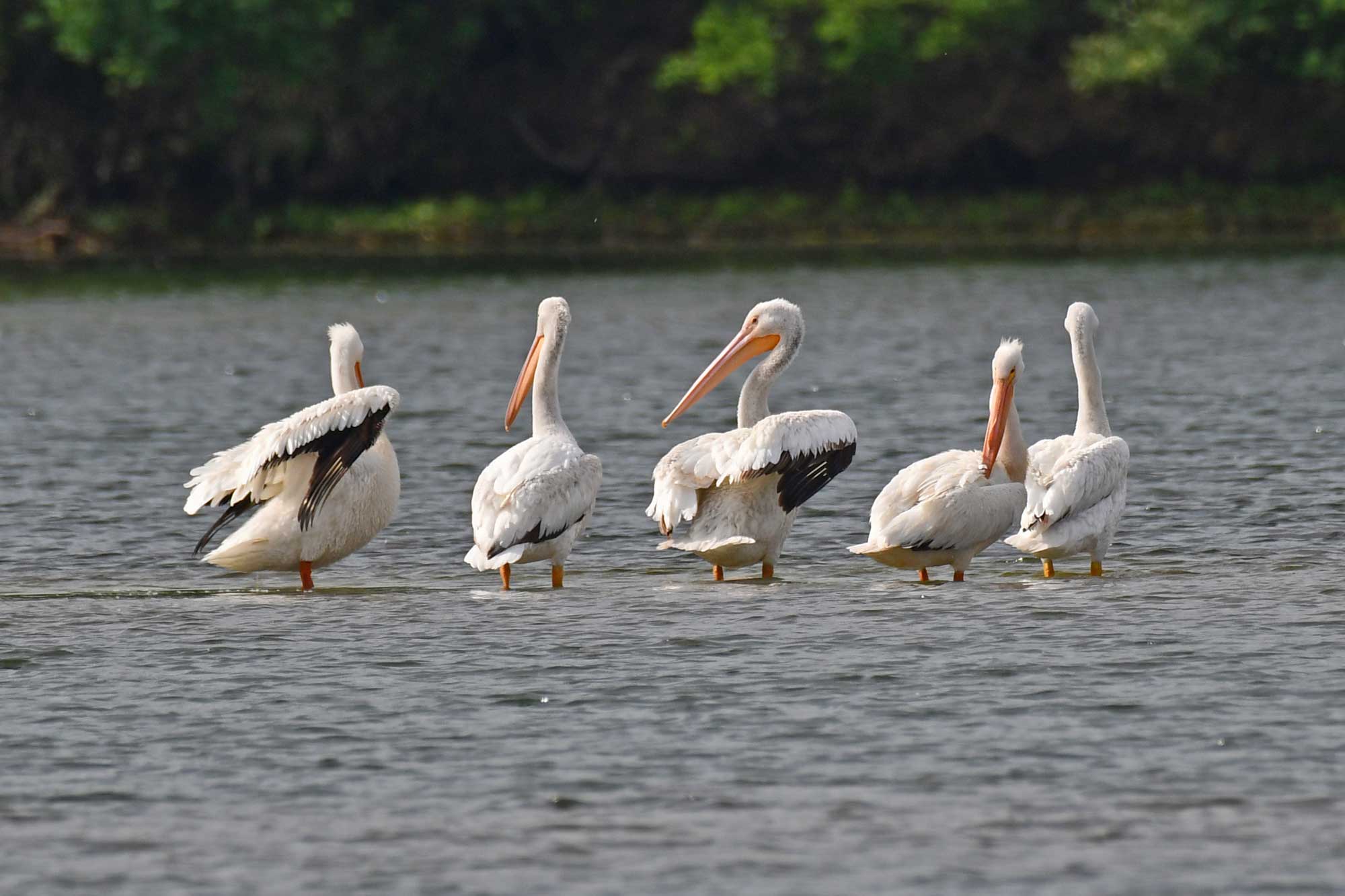 American white pelicans standing in the water with trees in the background.