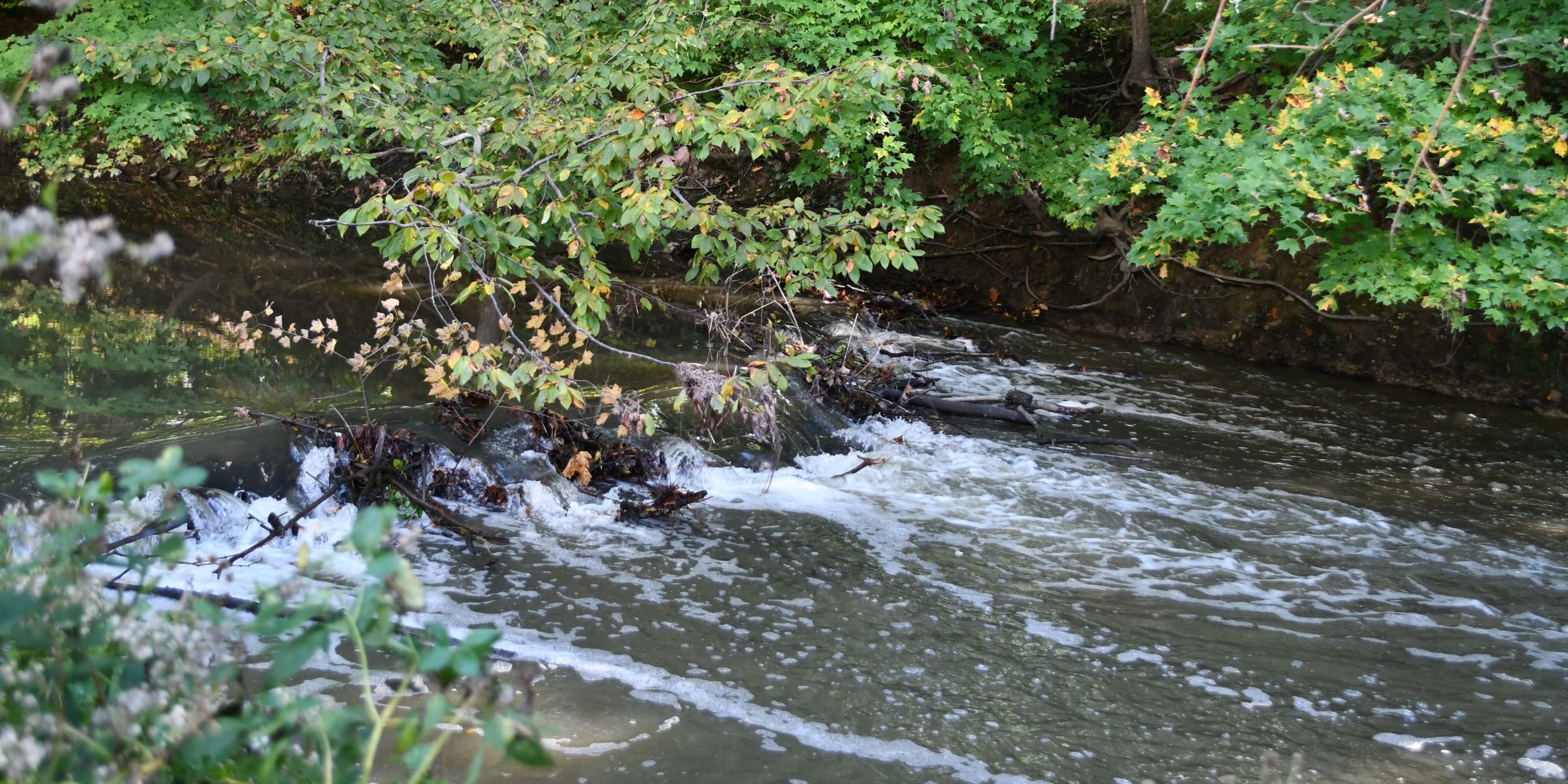 A creek underneath moving through an early autumn forest.
