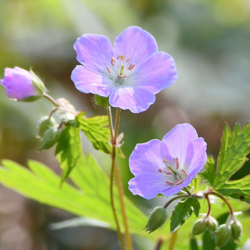 Close-up of delicate light purple wildflowers blooming among green leaves and unopened buds.