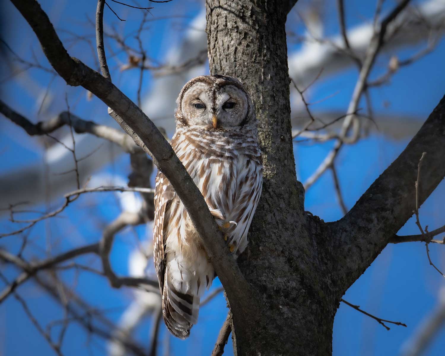A barred owl perched on a tree next to a tree trunk on a bare tree. The sky in the background is bright blue.