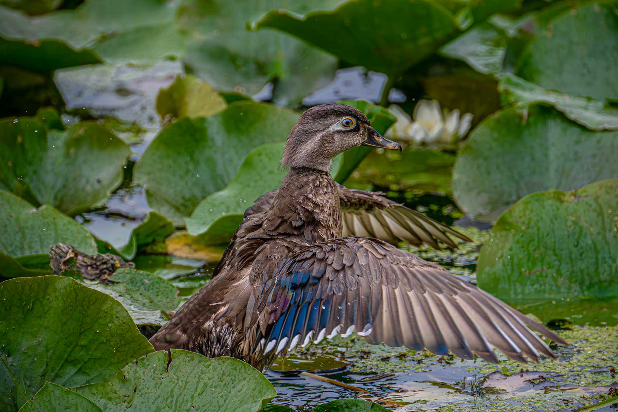 Female wood duck standing in the water with wings extended.