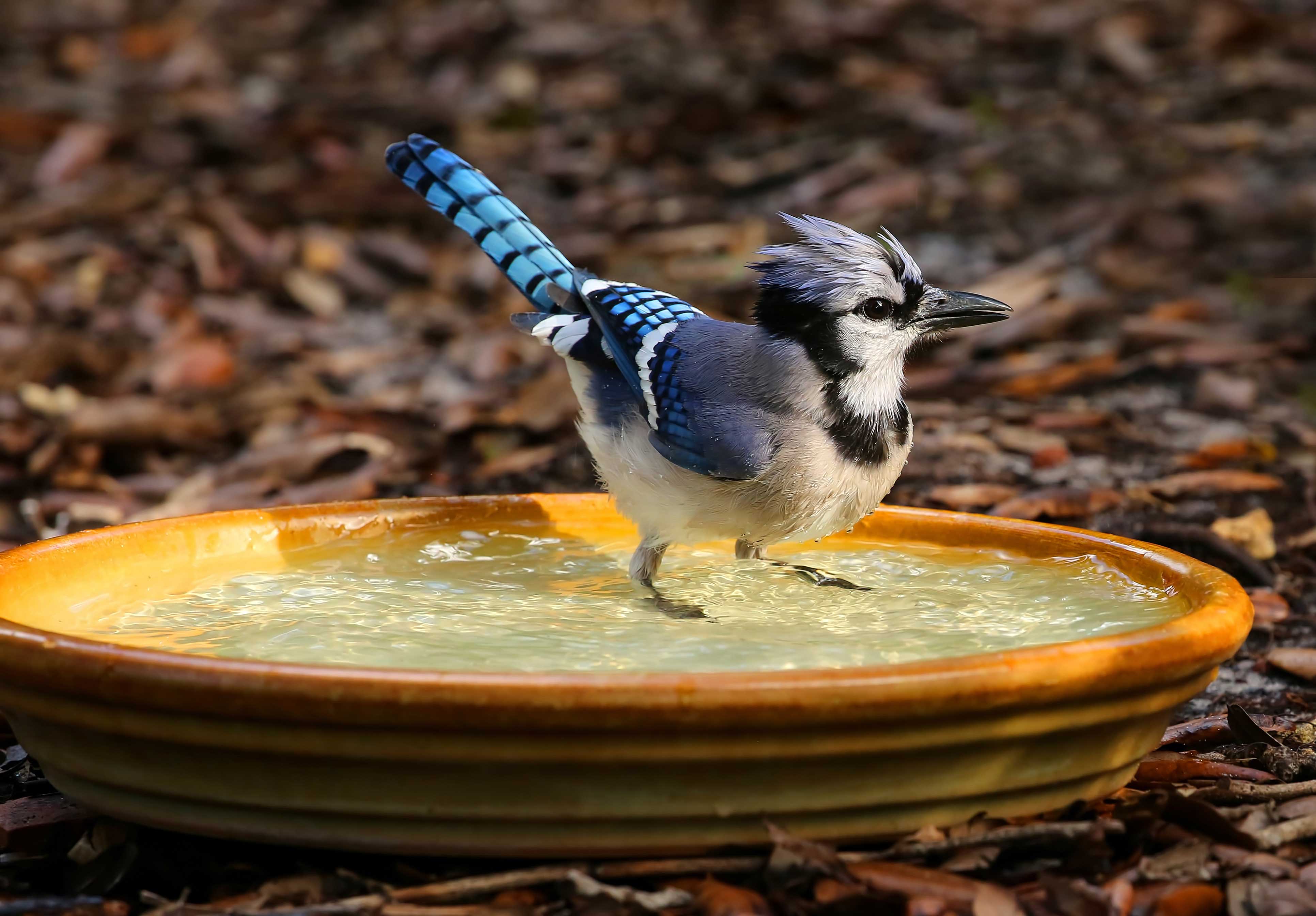 A blue jay in a bird bath.
