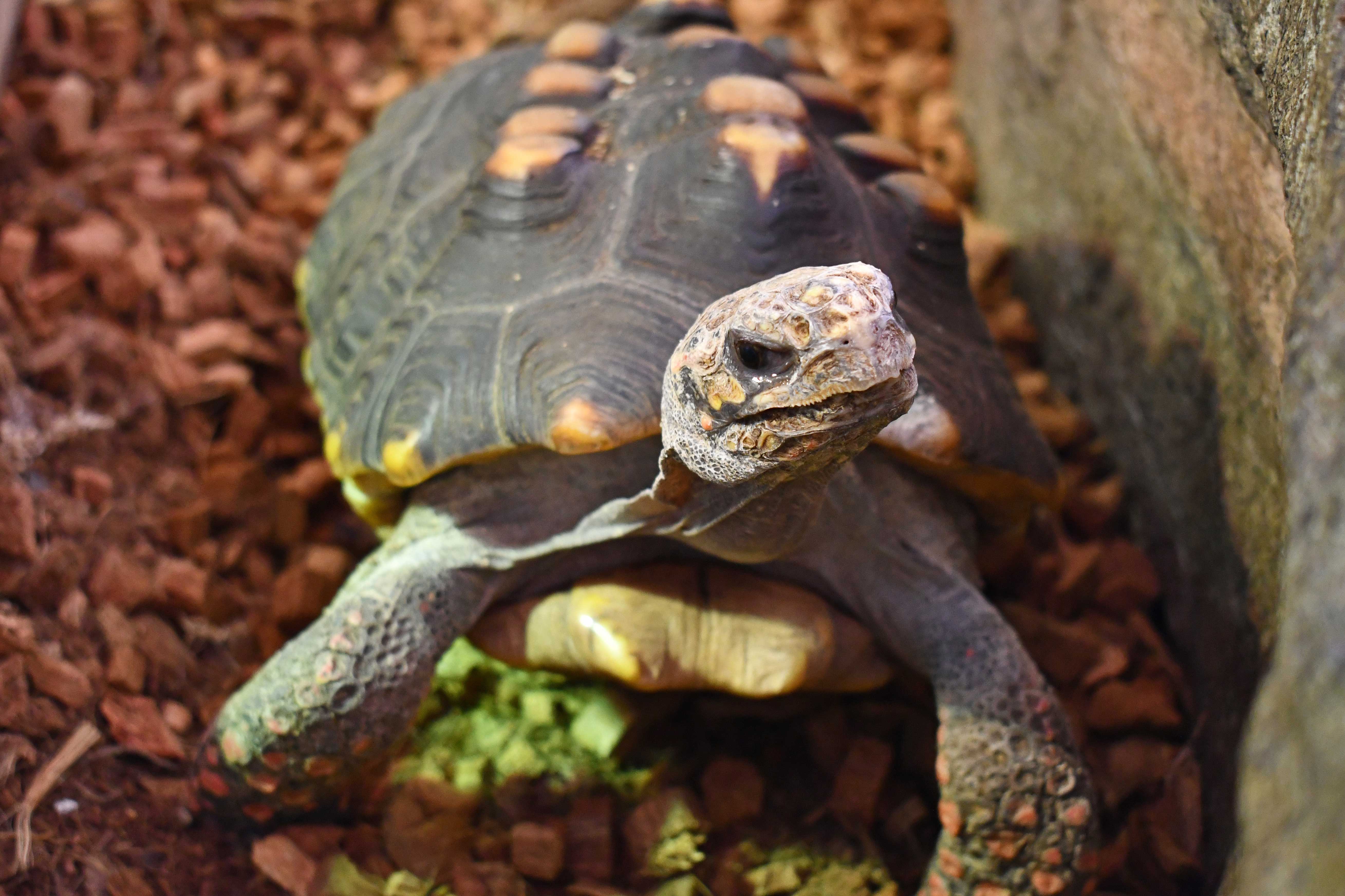 A close-up of a tortoise with a dark, textured shell featuring yellow-orange markings.