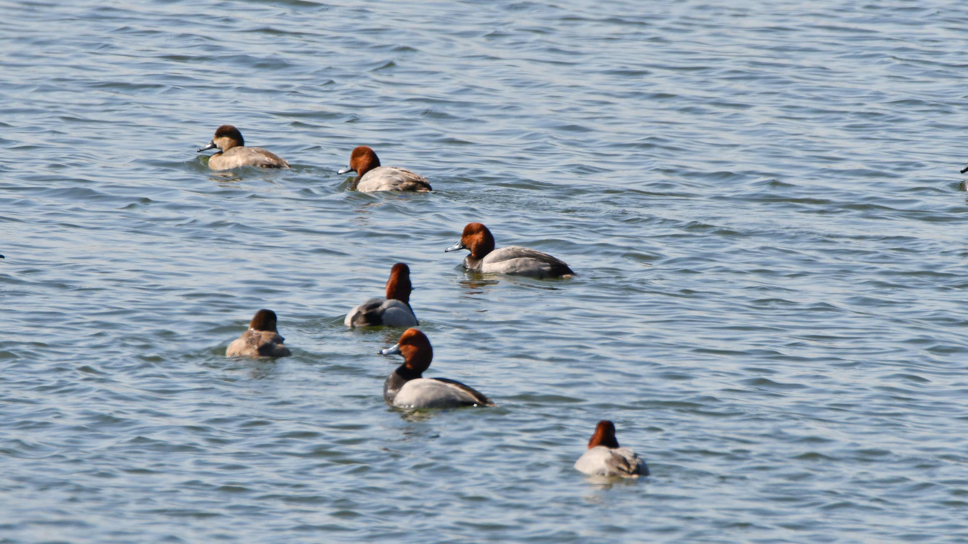 Redhead ducks float on water.