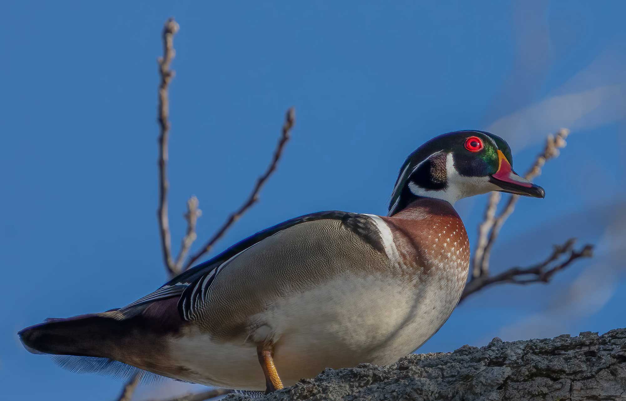 Wood duck standing on a branch in a tree.