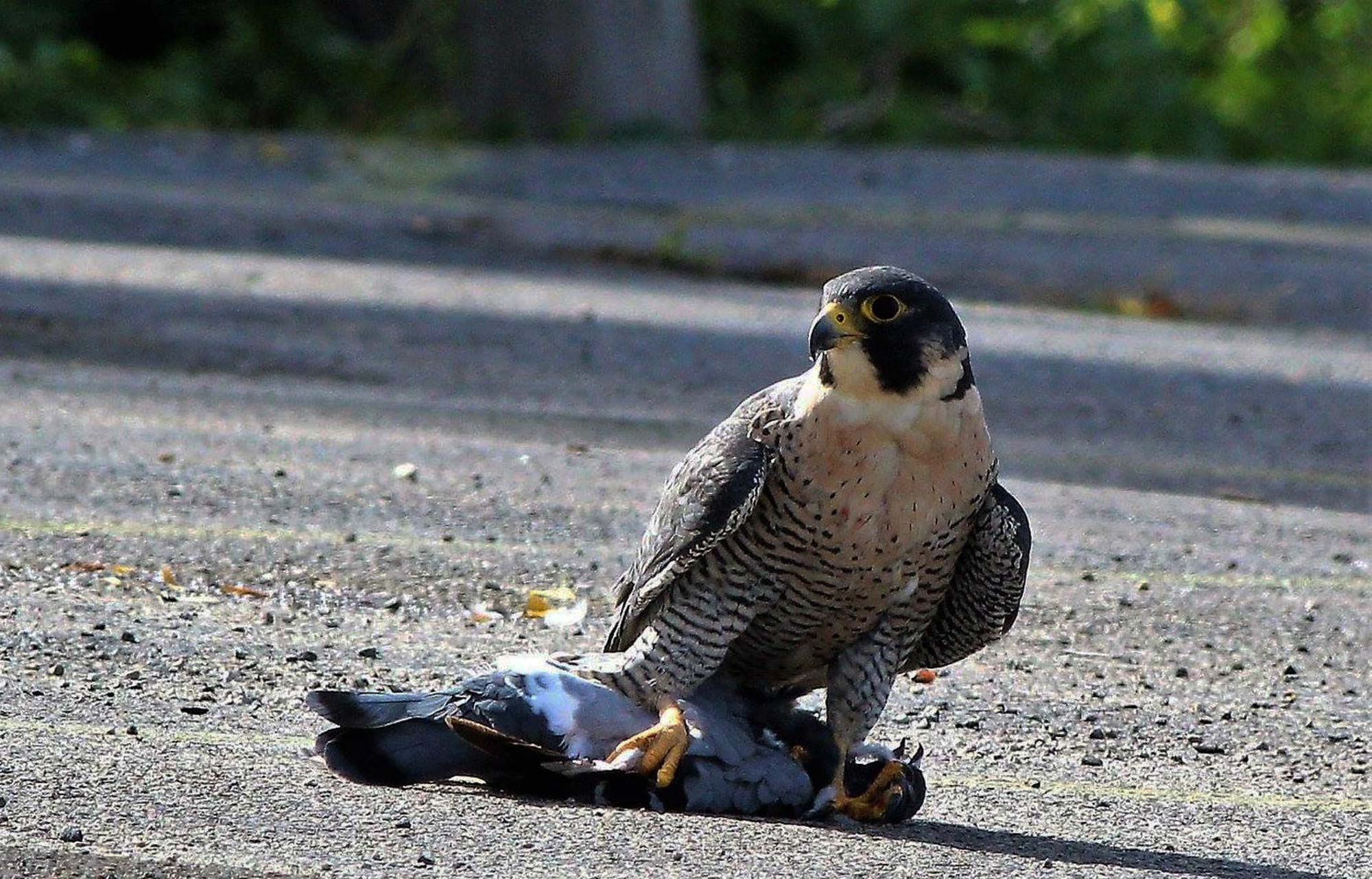 A peregrine falcon holding onto its prey with its talons.