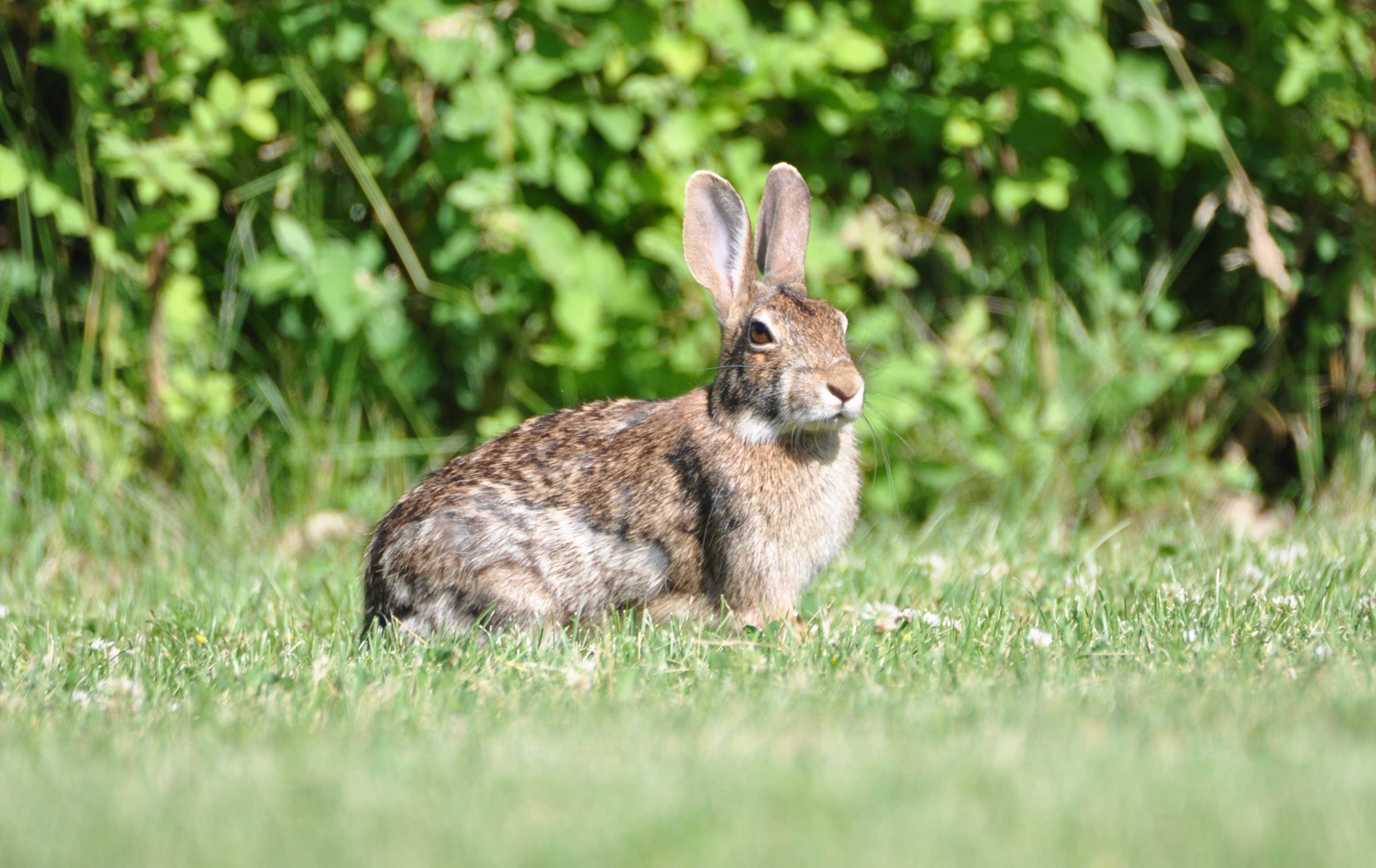 Rabbit-McKinley-Woods-FREEC-Glenn_P_Knoblock-June-2017_0031.jpg