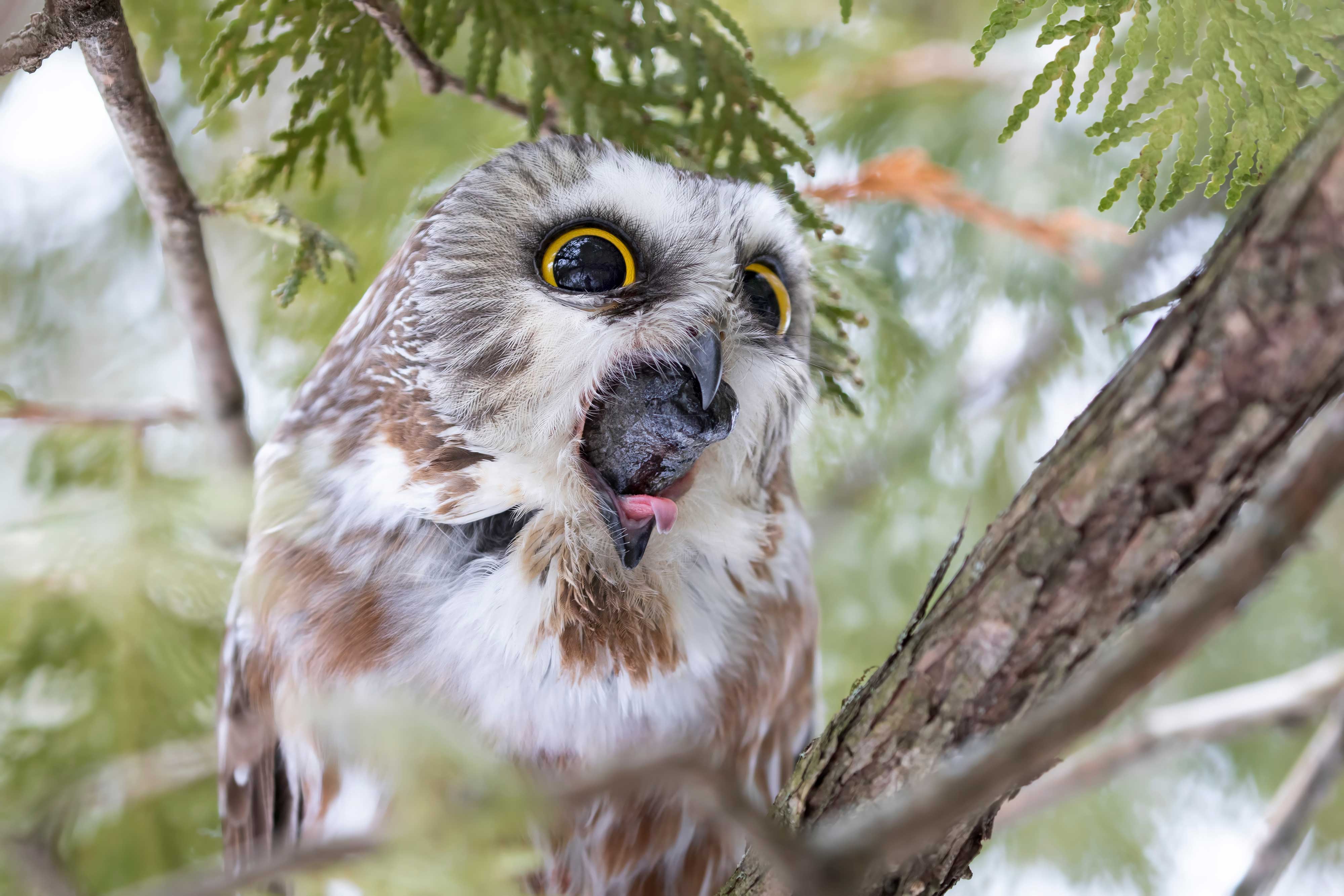 facts-saw-whet-owl-shutterstock.jpg