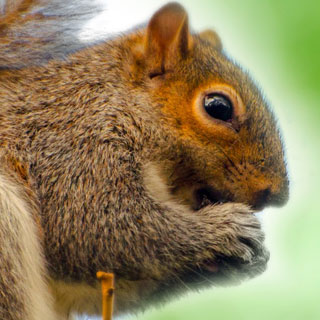 12 nutty facts about squirrels
