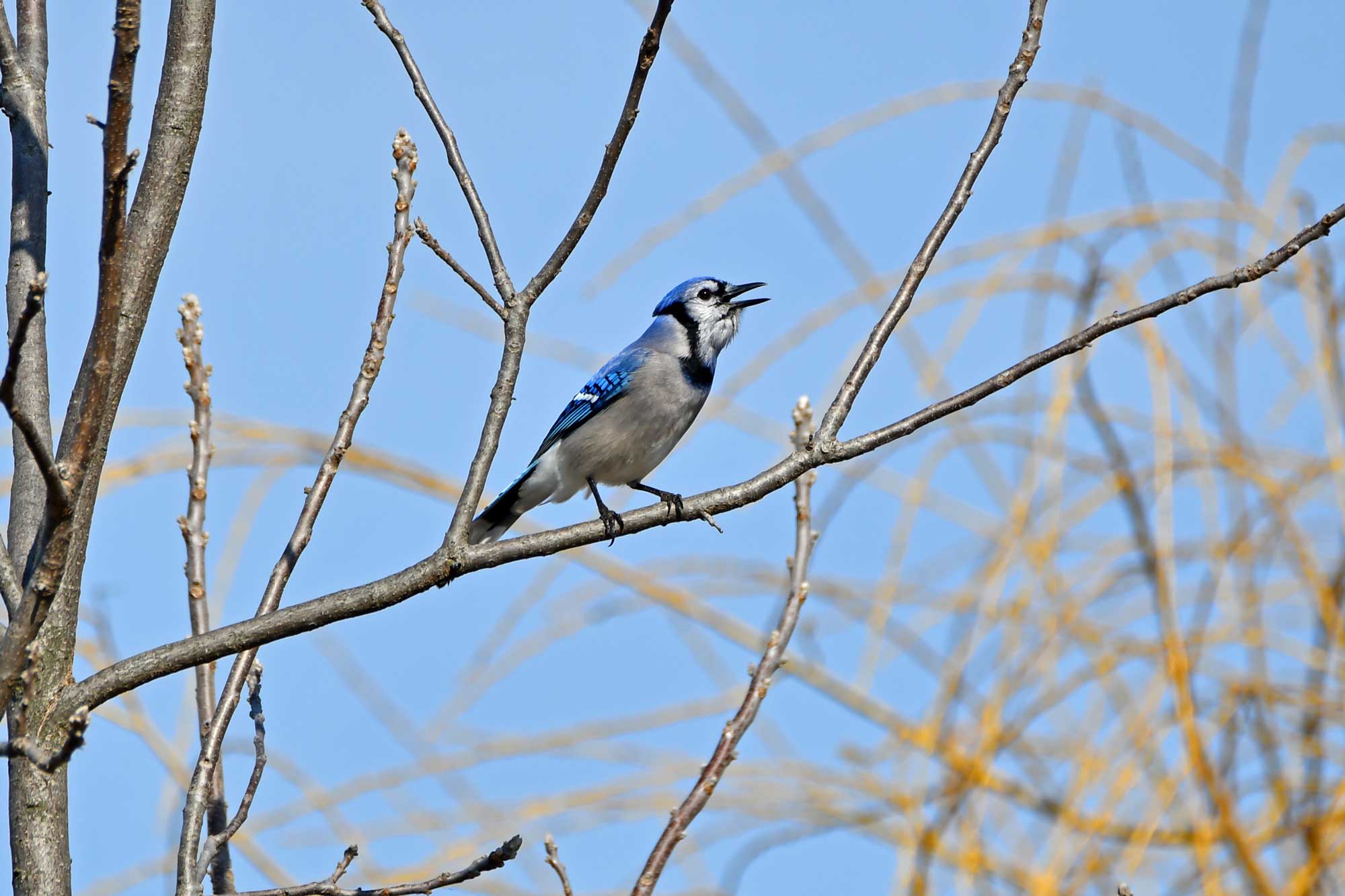 Blue jay perched on a branch with other branches in the background.