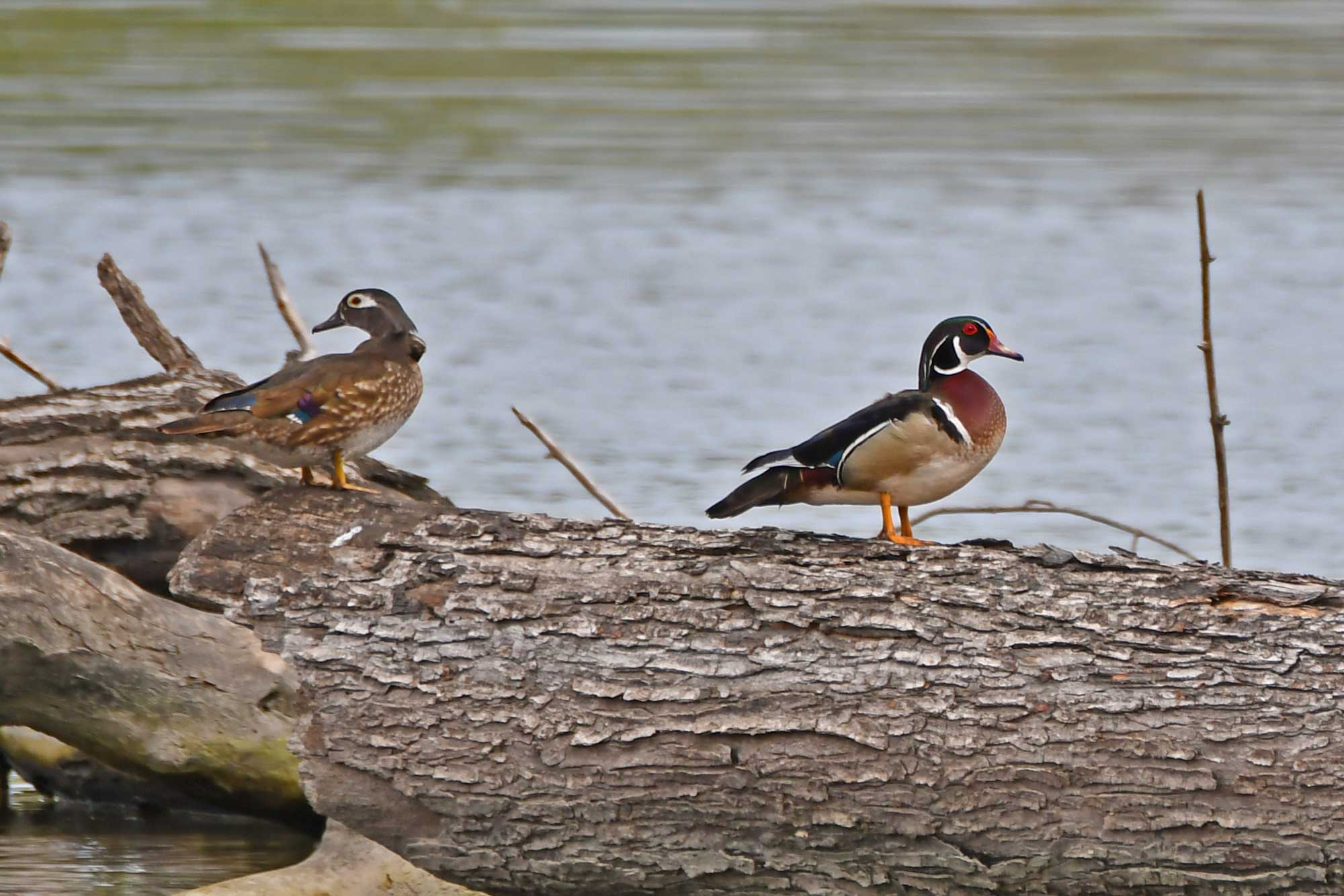 A male and female wood duck standing on a fallen tree with water in the background.