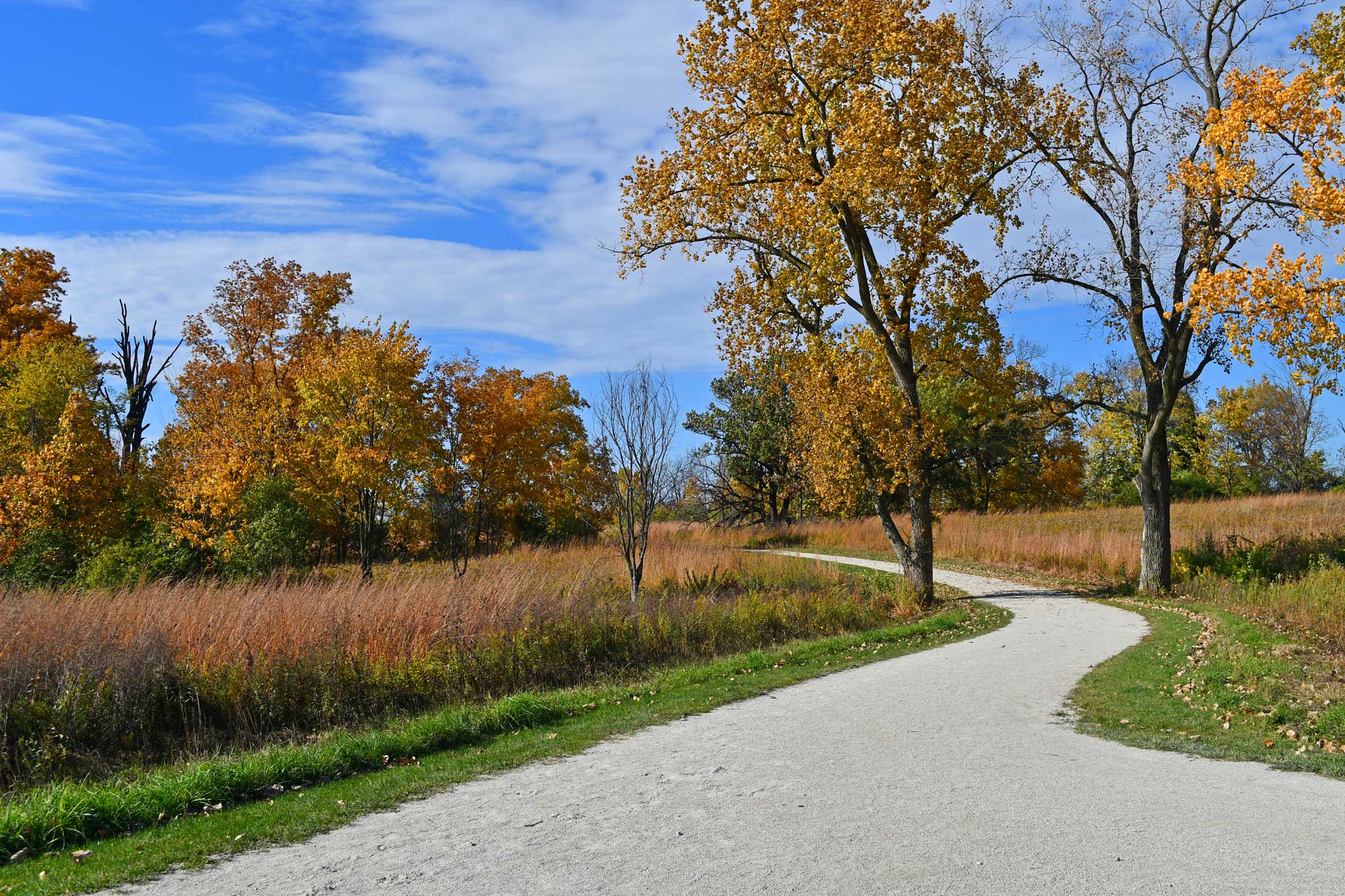 Limestone trail lined with grasses, vegetation, and trees.