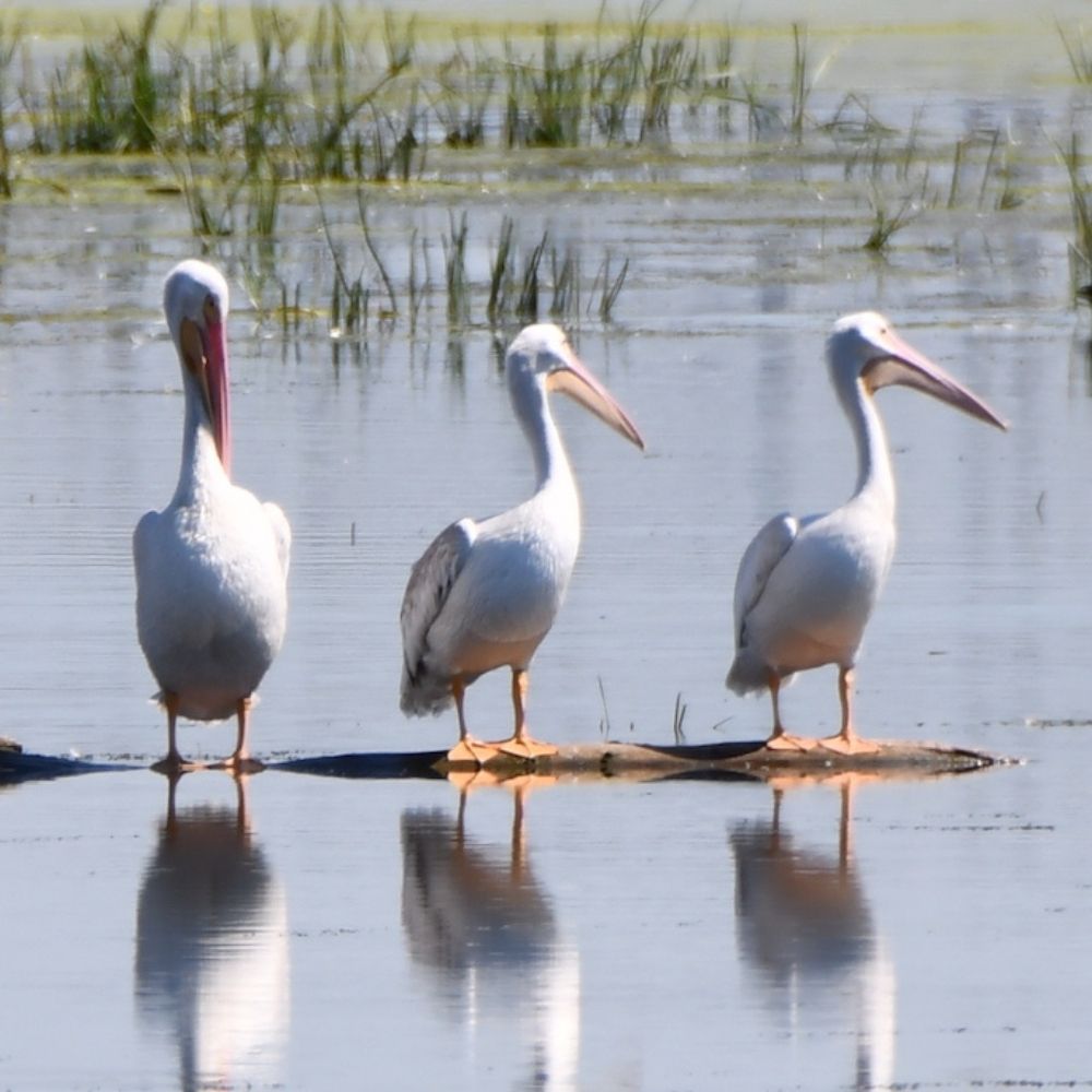 Three white pelicans stand in shallow wetland water, their reflections visible on the calm surface with reeds and marsh grasses in the background.