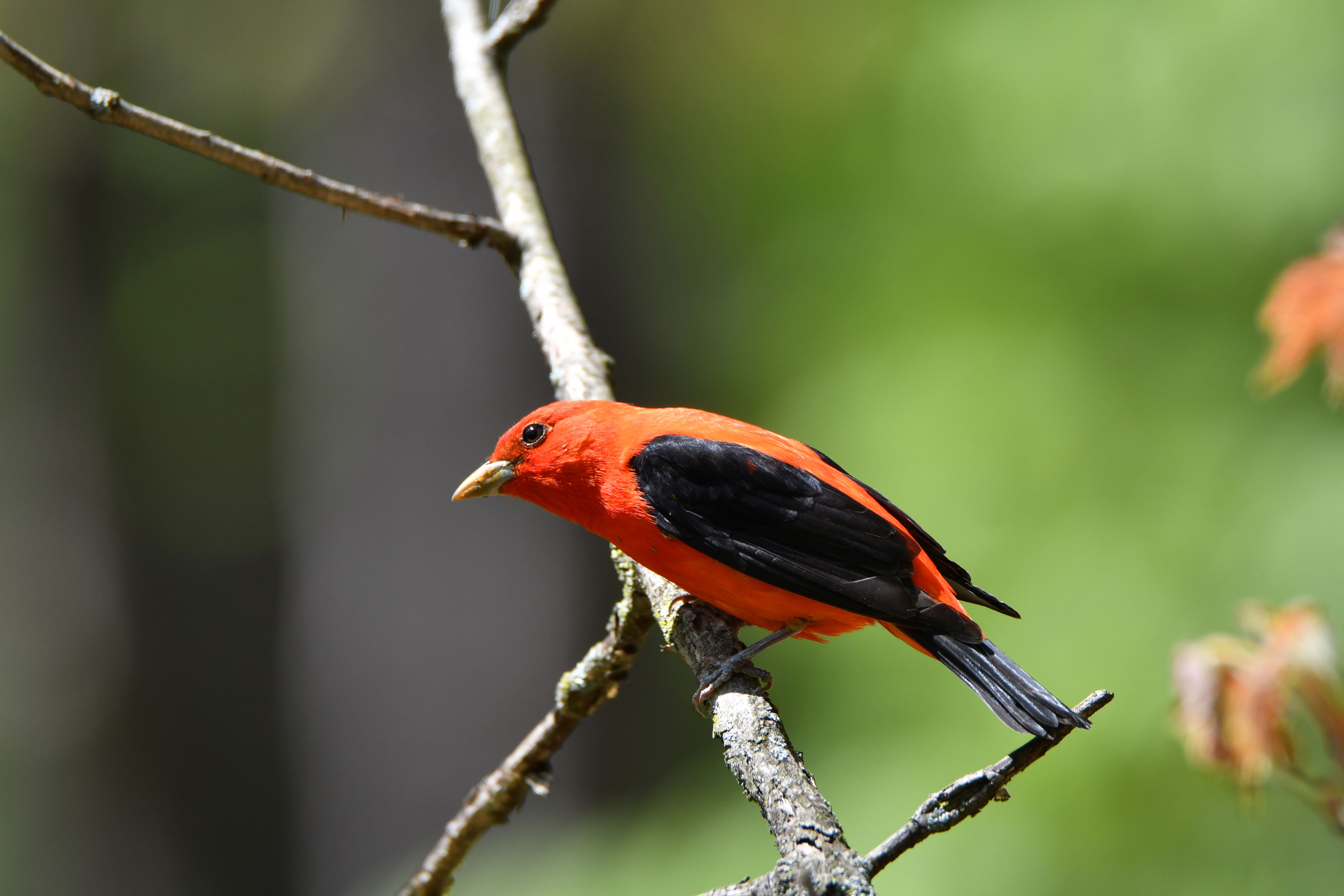 A scarlet tanager on a branch.