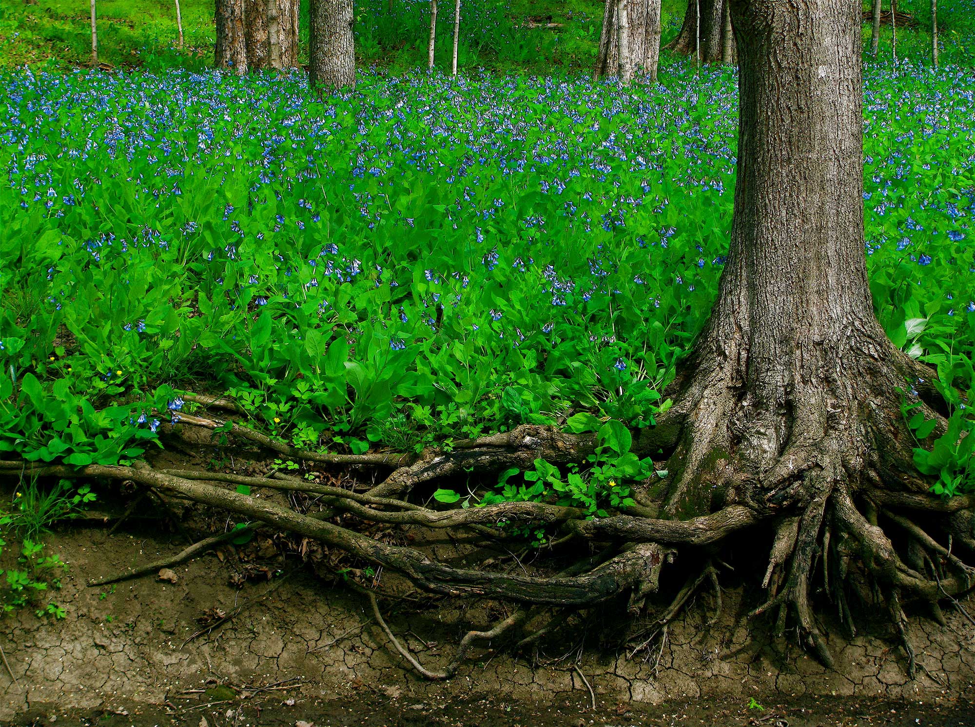 MW_Bluebells_TimGood.jpg