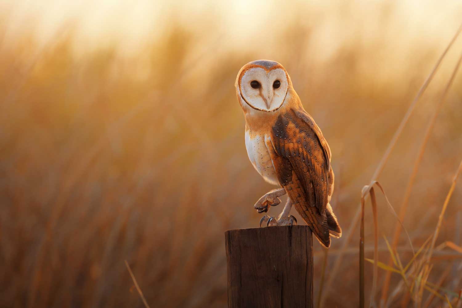 A brown owl with a white face perched on a wooden post with a field of grasses in the background.