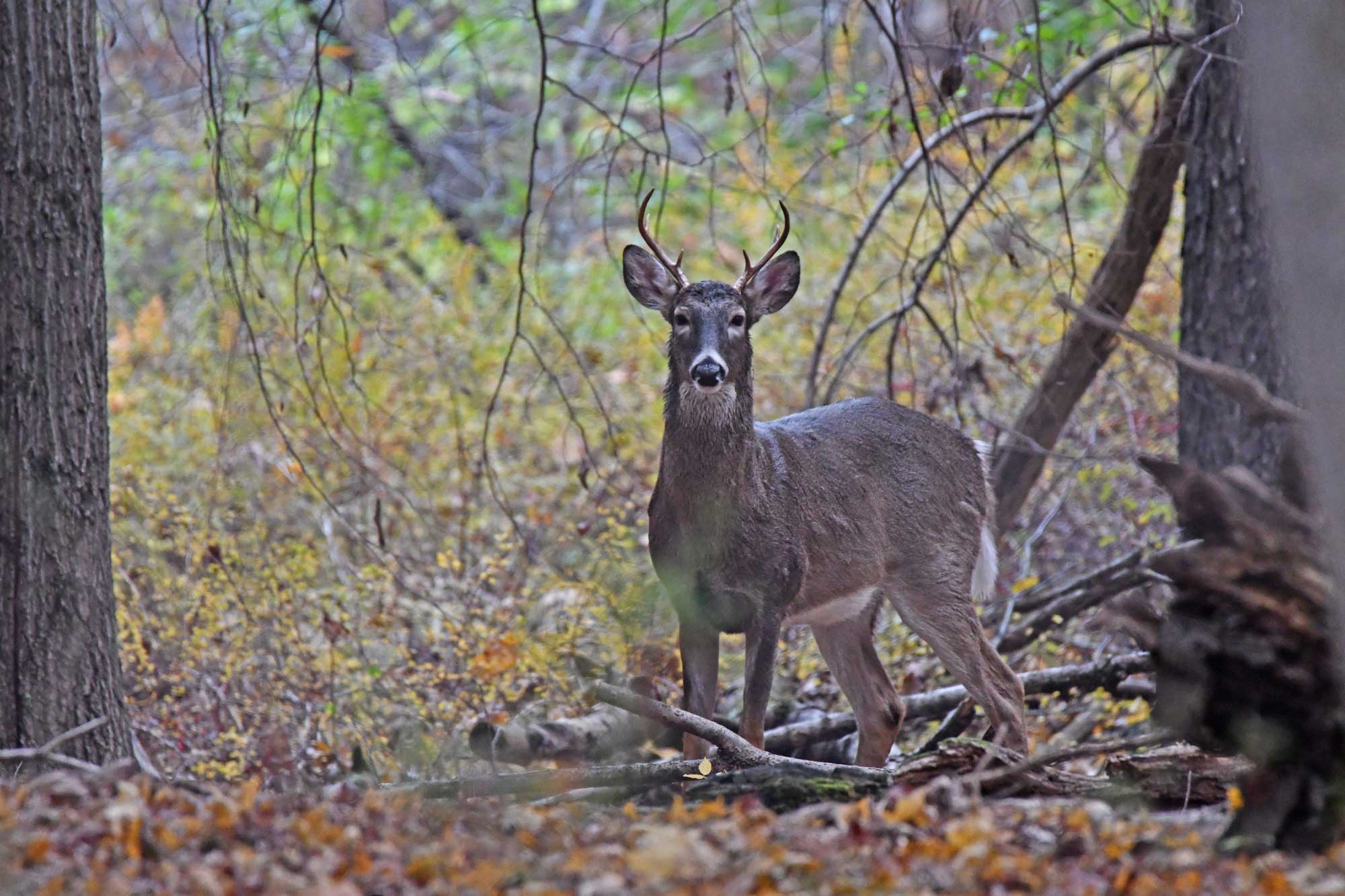 Male white-tailed deer standing in front of trees and vegetation.