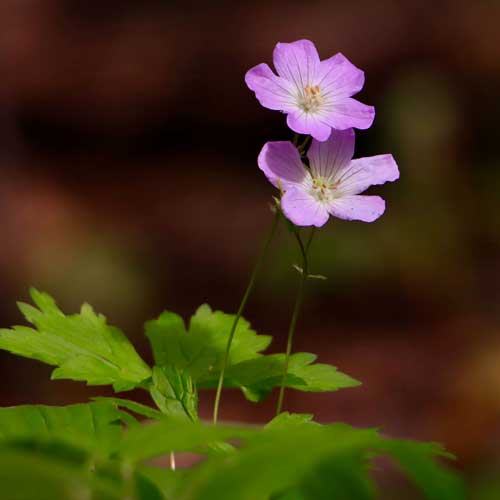In the spotlight: Raccoon Grove Nature Preserve