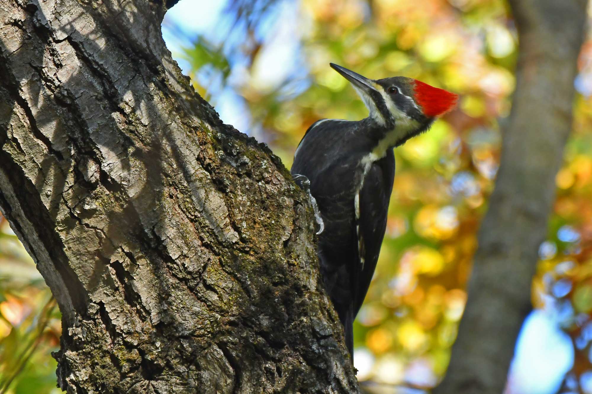 Pileated woodpecker on a tree trunk with another tree and leaves in the background.