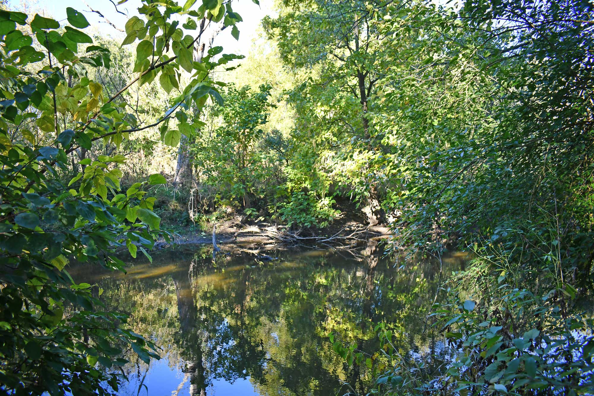 Water surrounded by trees and vegetation.