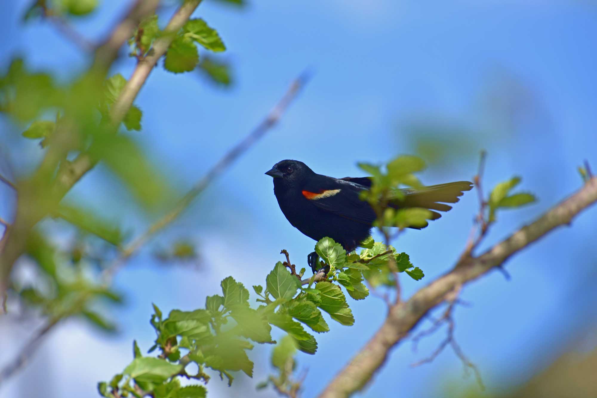 Red-winged blackbird perched on a branch with other branches in the foreground.