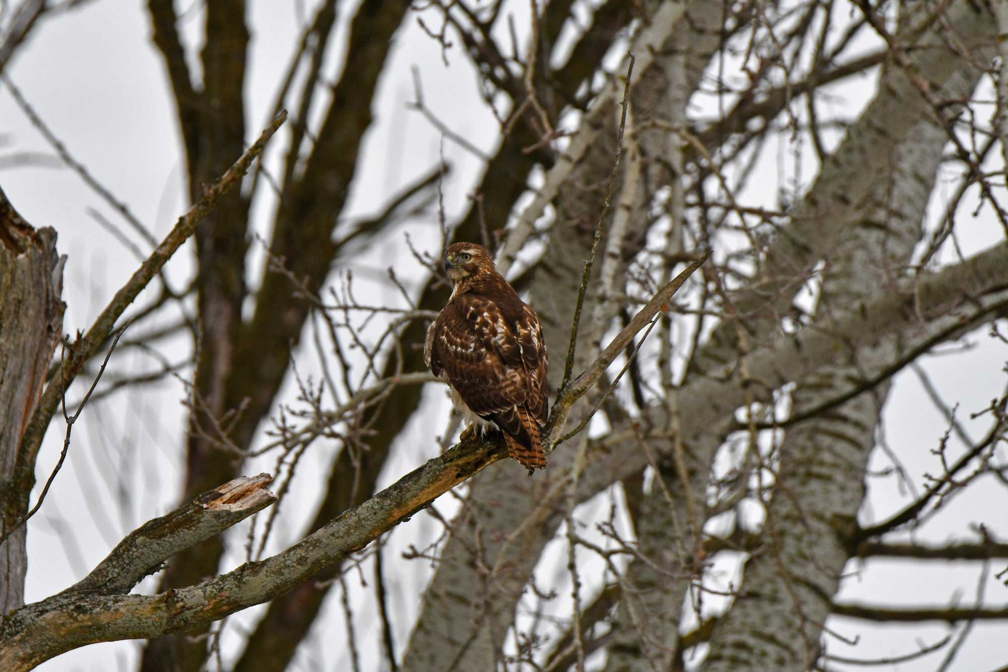 Red-tailed hawk perched on a branch with other trees in the background.