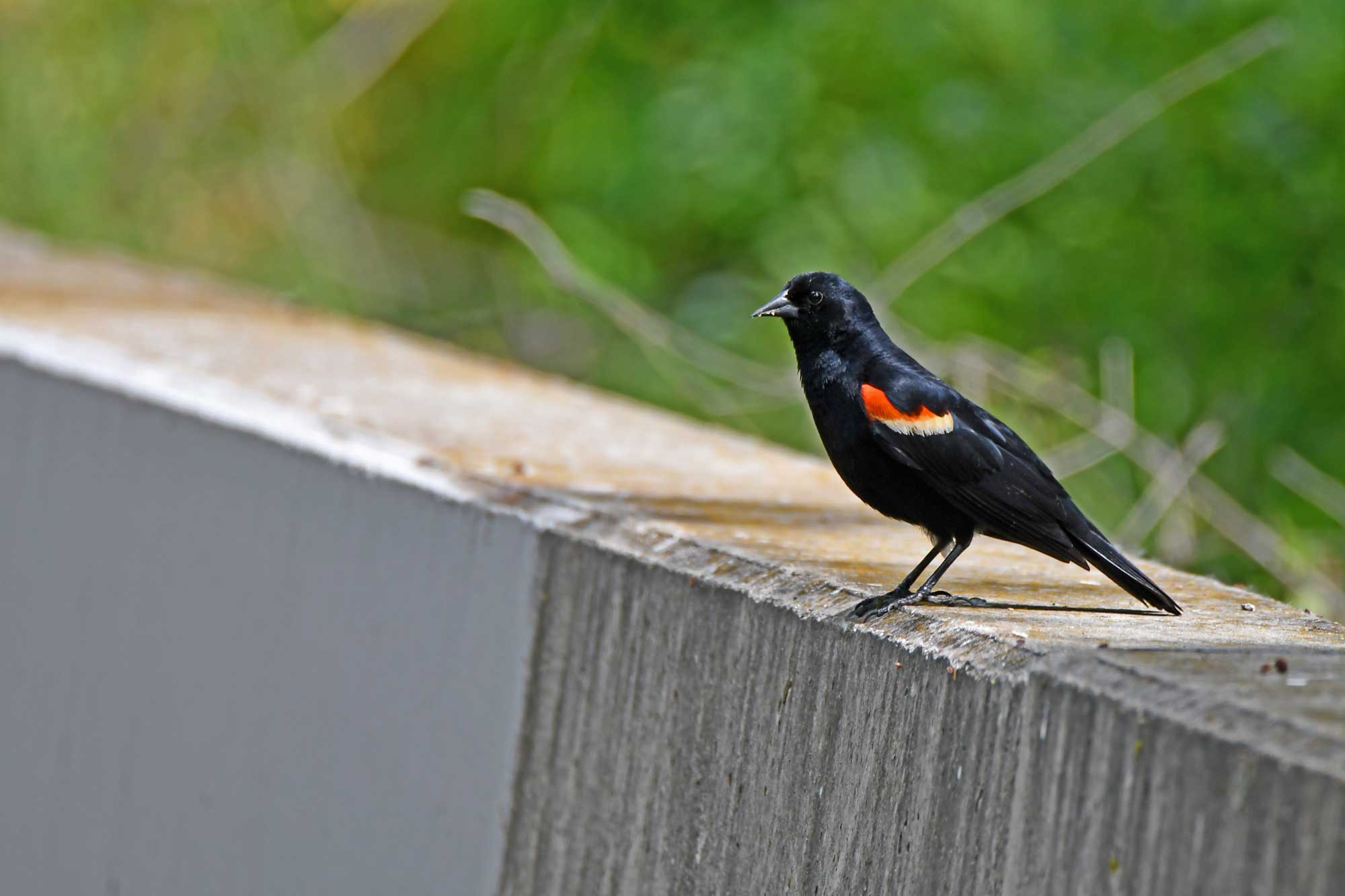 Red-winged blackbird standing on a stone barrier with vegetation in the background.