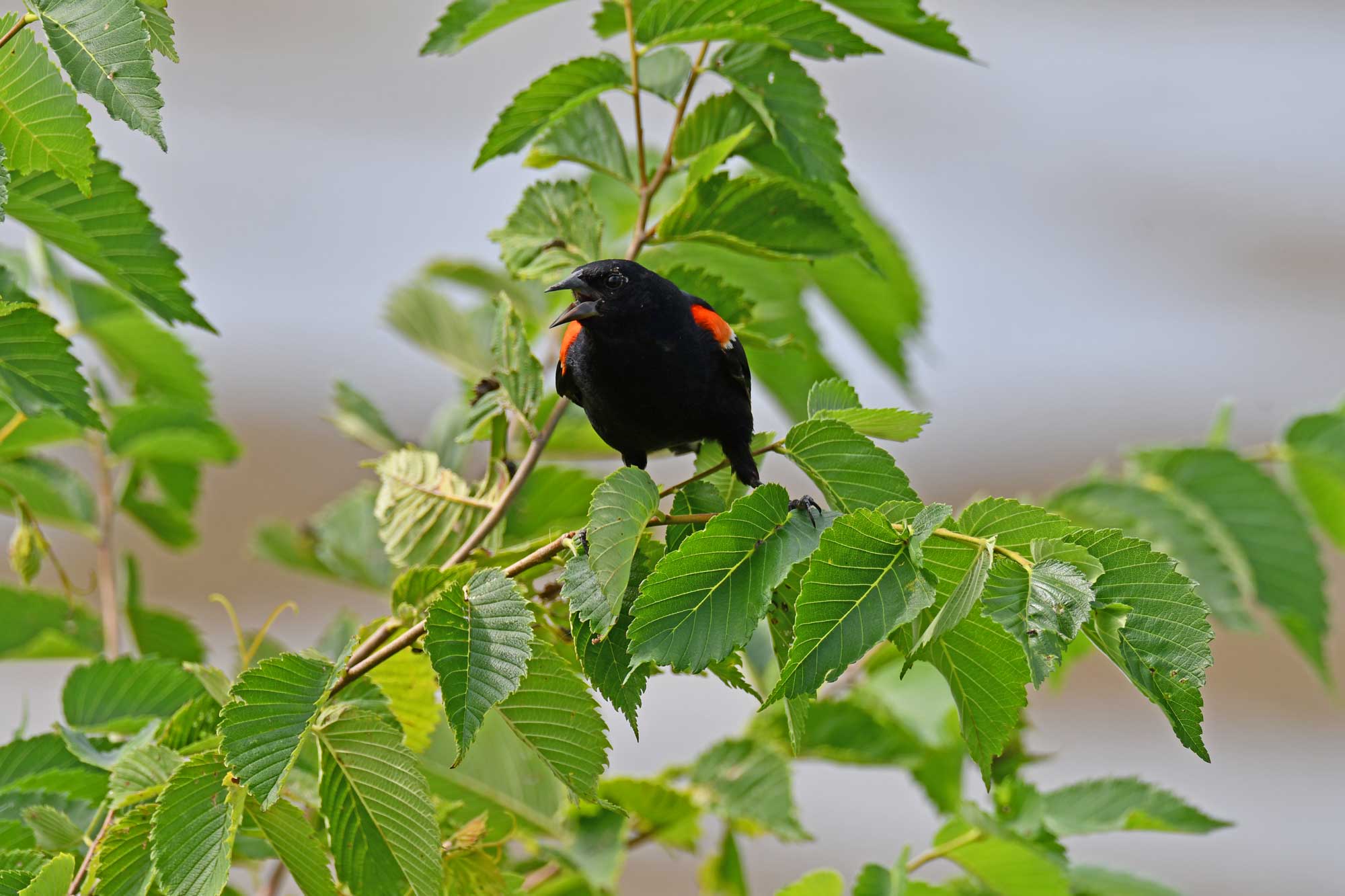 Red-winged blackbird perched on a branch with leaves in the background.