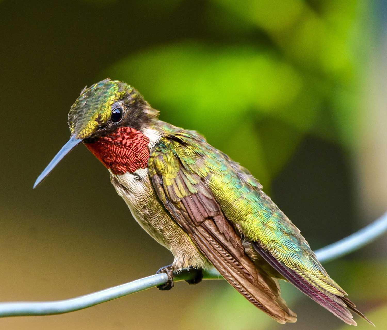 A green hummingbird with a ruby road throat patch perched on thin metal with a green background.