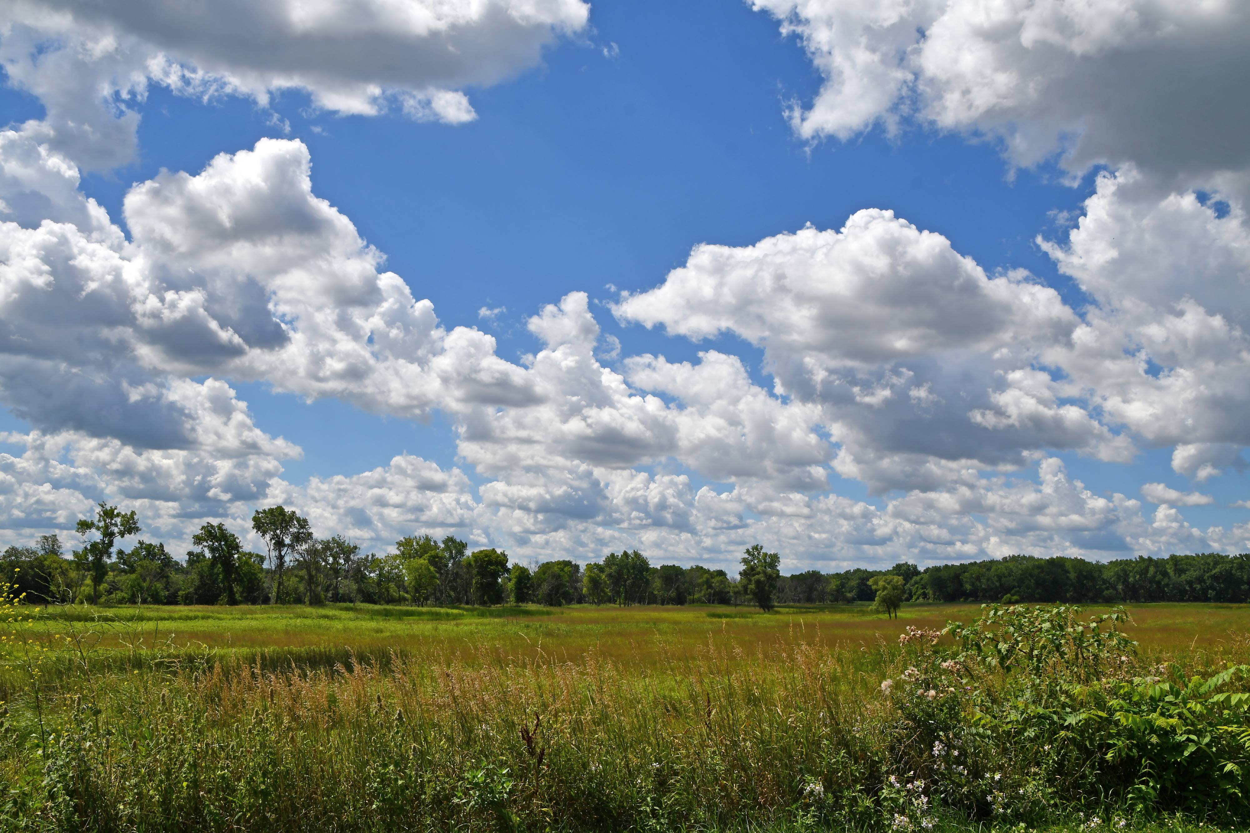 A scenic view of the prairie at Lockport Prairie Nature Preserve.