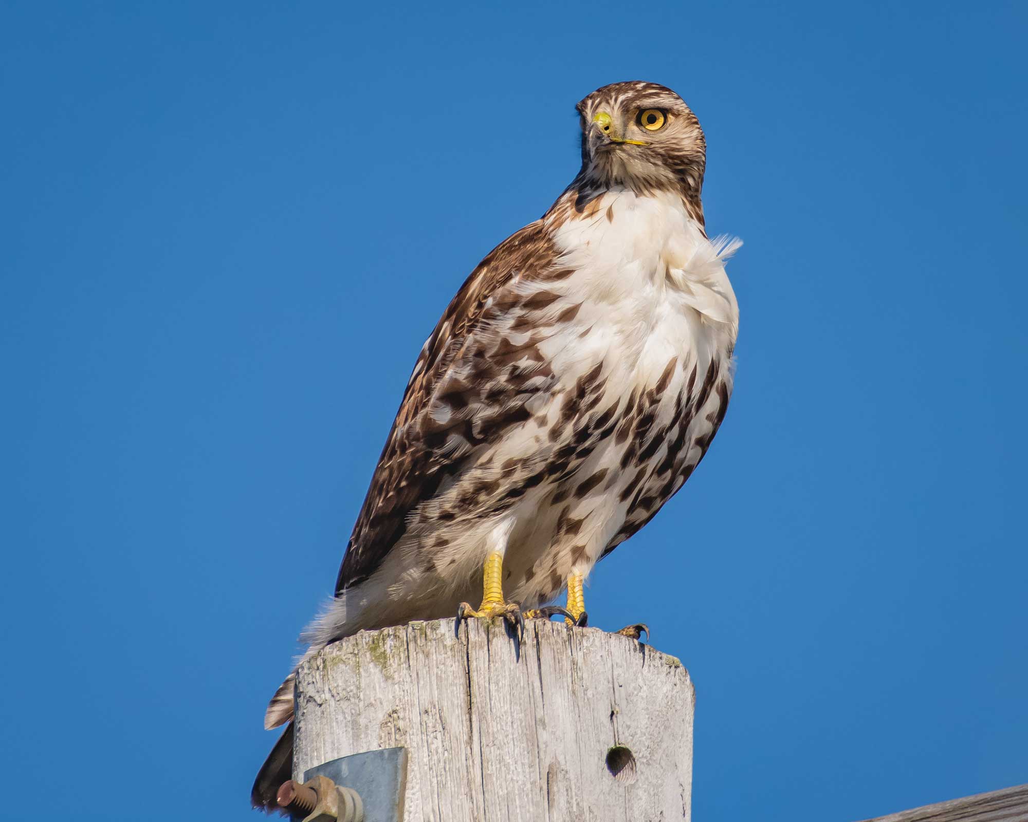 Red-tailed hawk perched on a wooden post with the sky in the background.