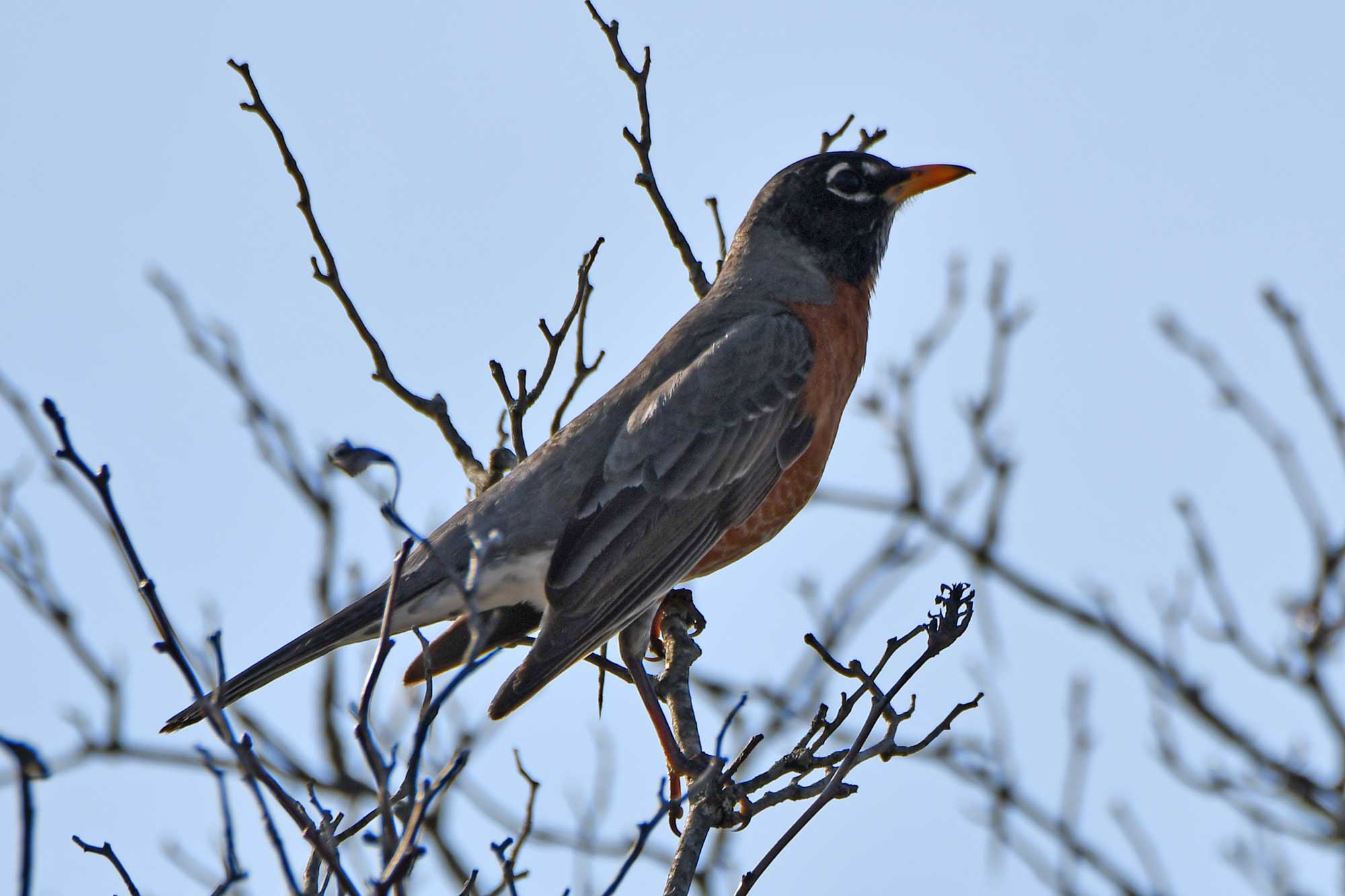 American robin perched on a branch.