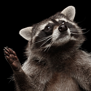 Raccoon