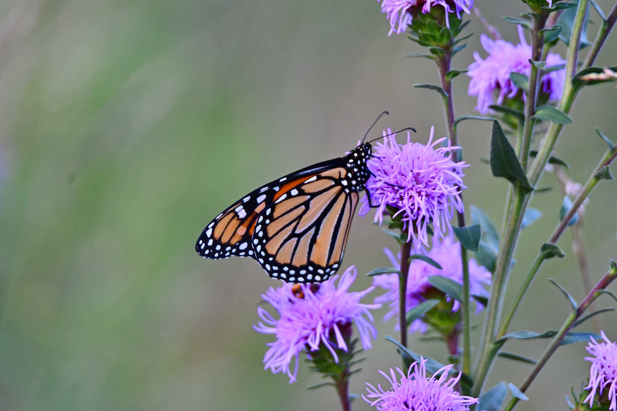Monarch butterfly landed on a purple wildflower.