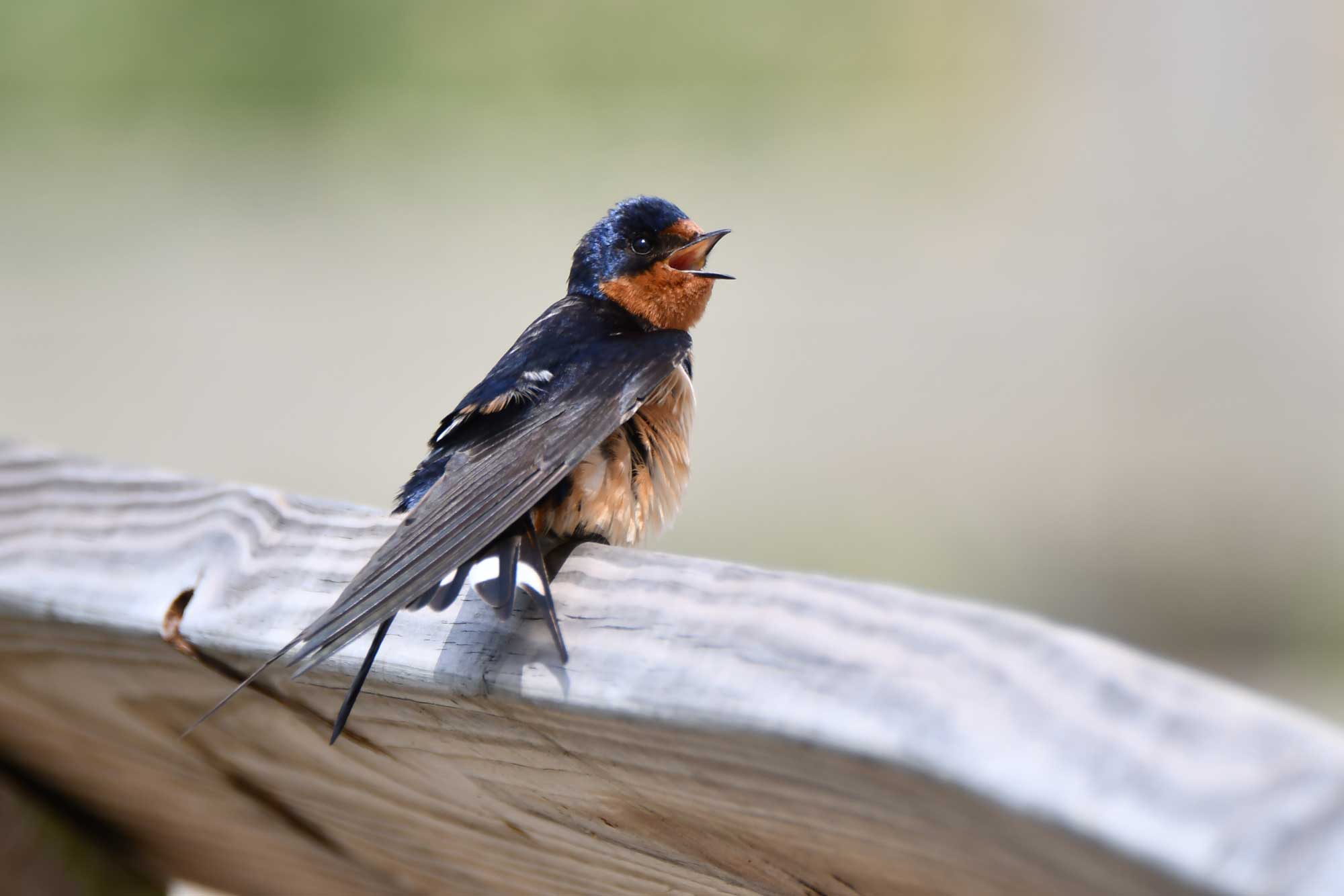 Barn swallow perched on a wooden fence.