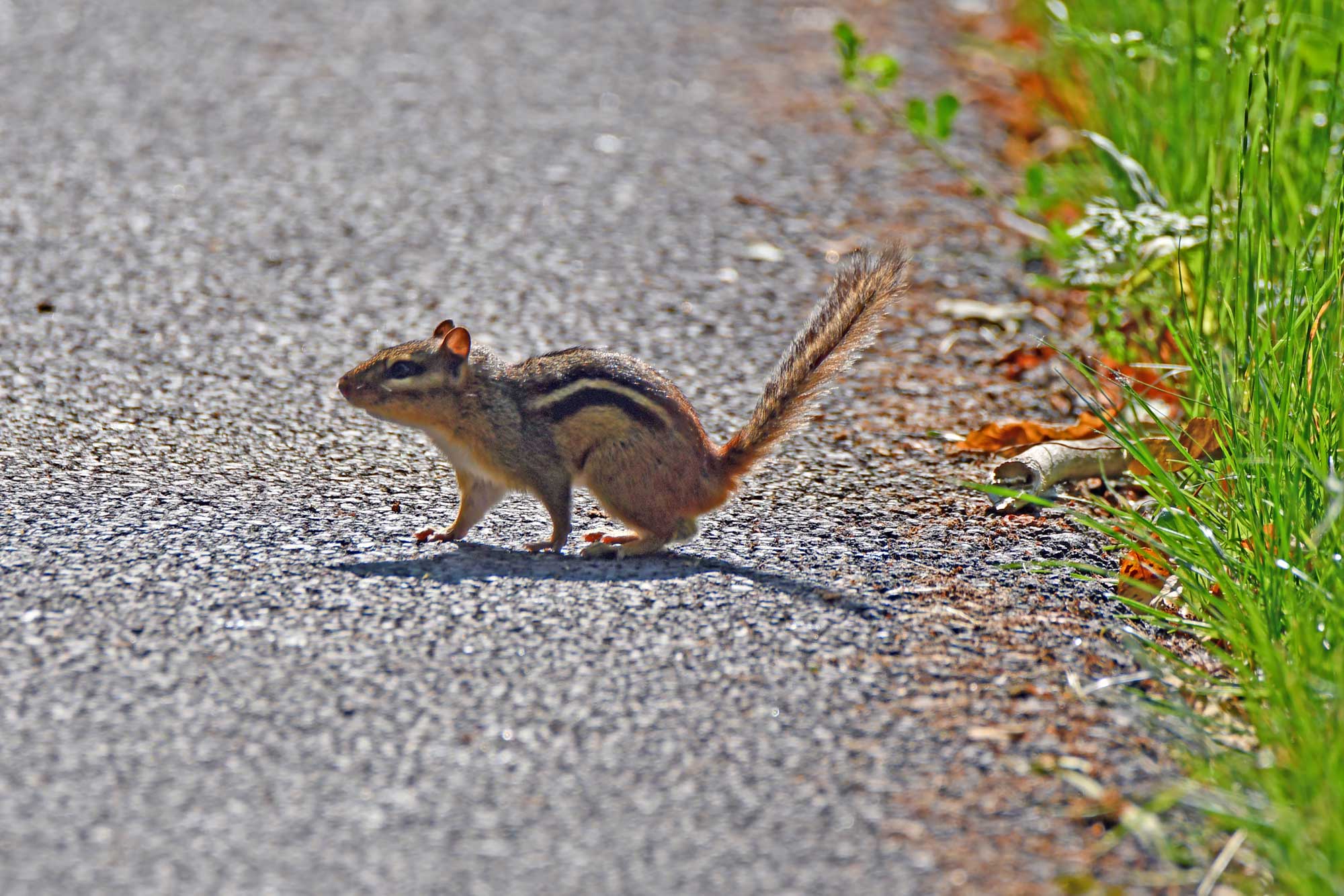 Chipmunk running on a paved trail.