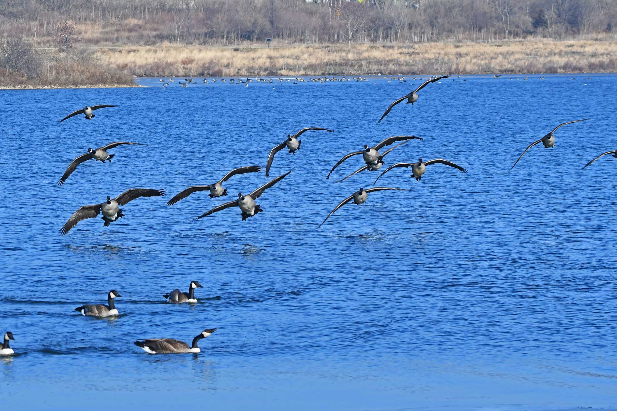 Group of Canada geese flying with wings extended above the water with other Canada geese swimming in the water.
