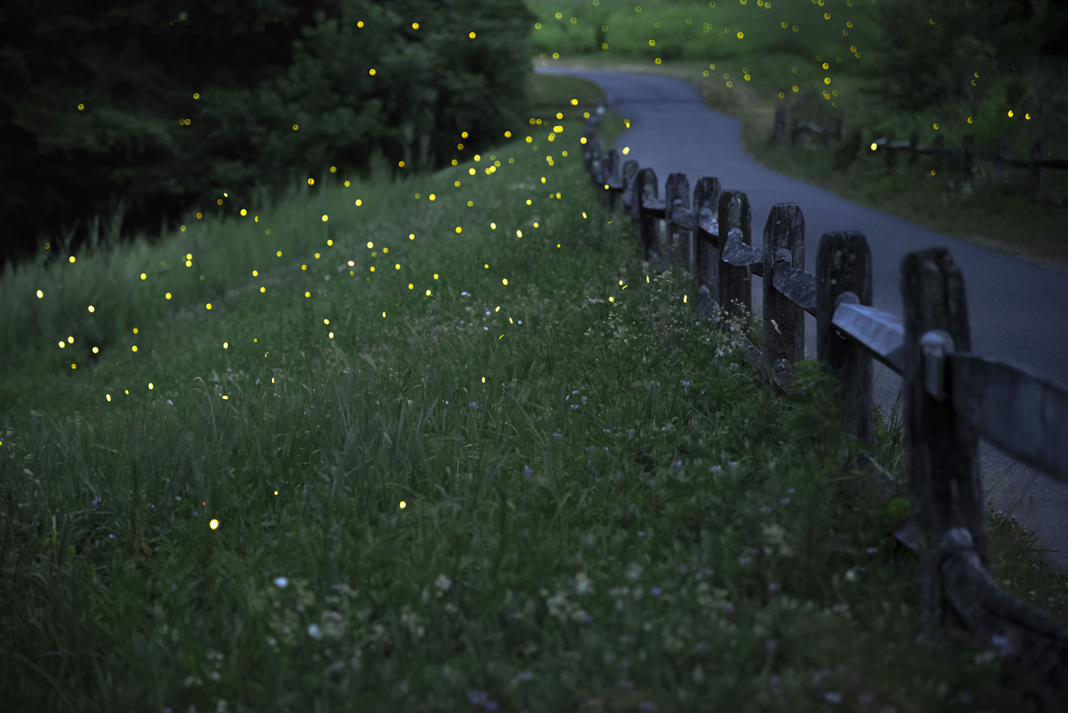 Dozens of yellow lights from lightning bugs over a grassy area next to a wooden fence lining a roadway.